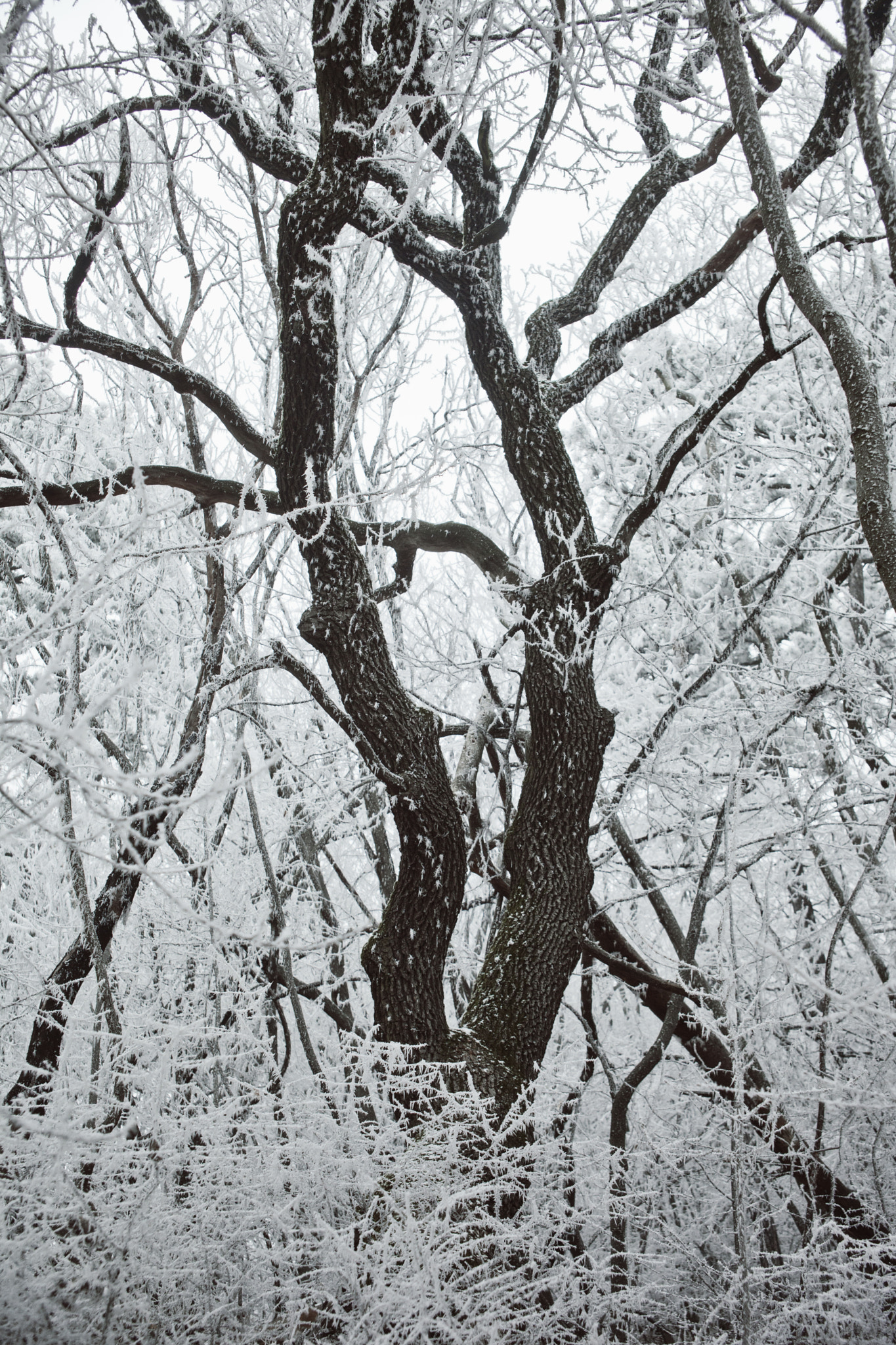 Canon EF 28-105mm f/3.5-4.5 USM sample photo. Ghost tree photography