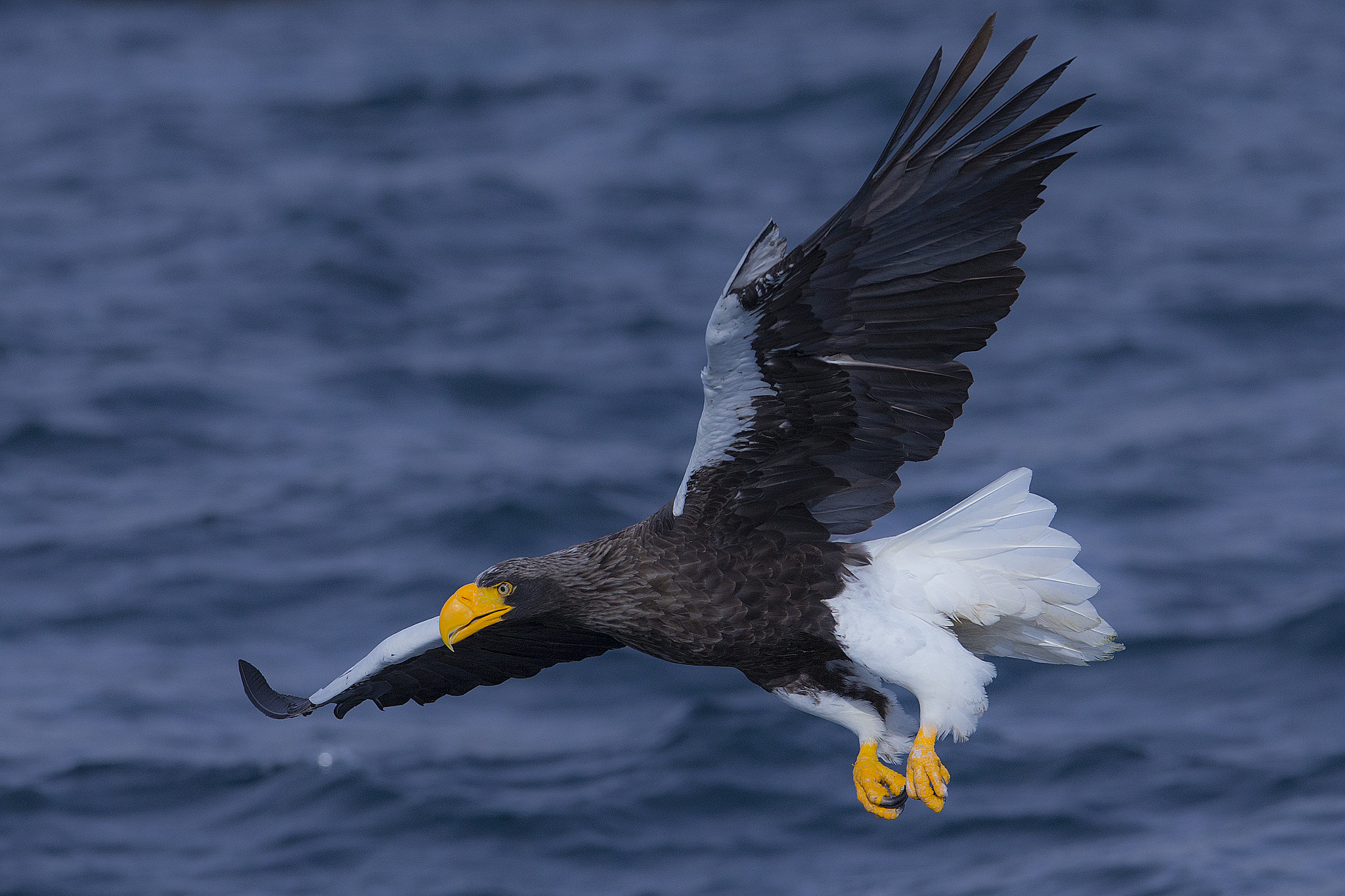 Canon EOS-1D X + Canon EF 300mm F2.8L IS USM sample photo. Steller's sea-eagle photography