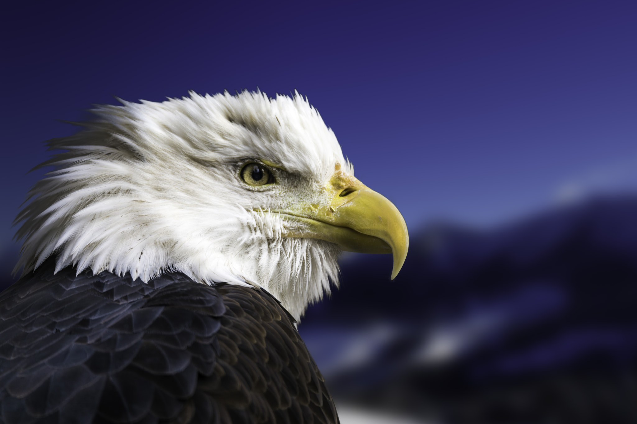 150-600mm F5-6.2 OSS sample photo. Bald eagle photography