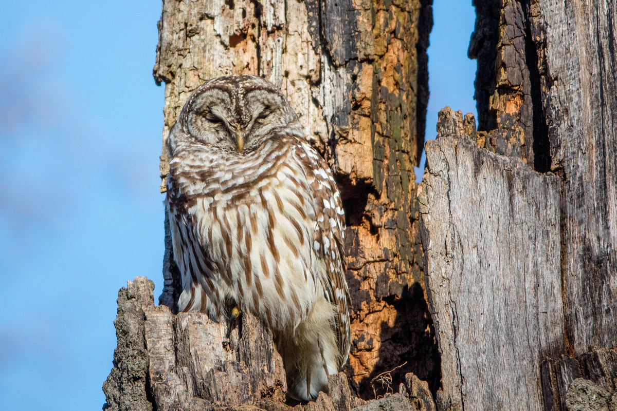 Canon EOS 5DS R + Canon EF 200-400mm F4L IS USM Extender 1.4x sample photo. Barred owl photography