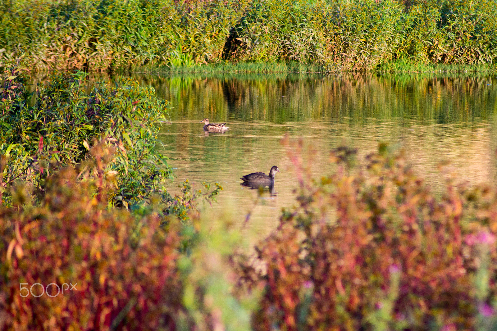 Canon EF 55-200mm F4.5-5.6 II USM sample photo. Golden autumn in armenia photography