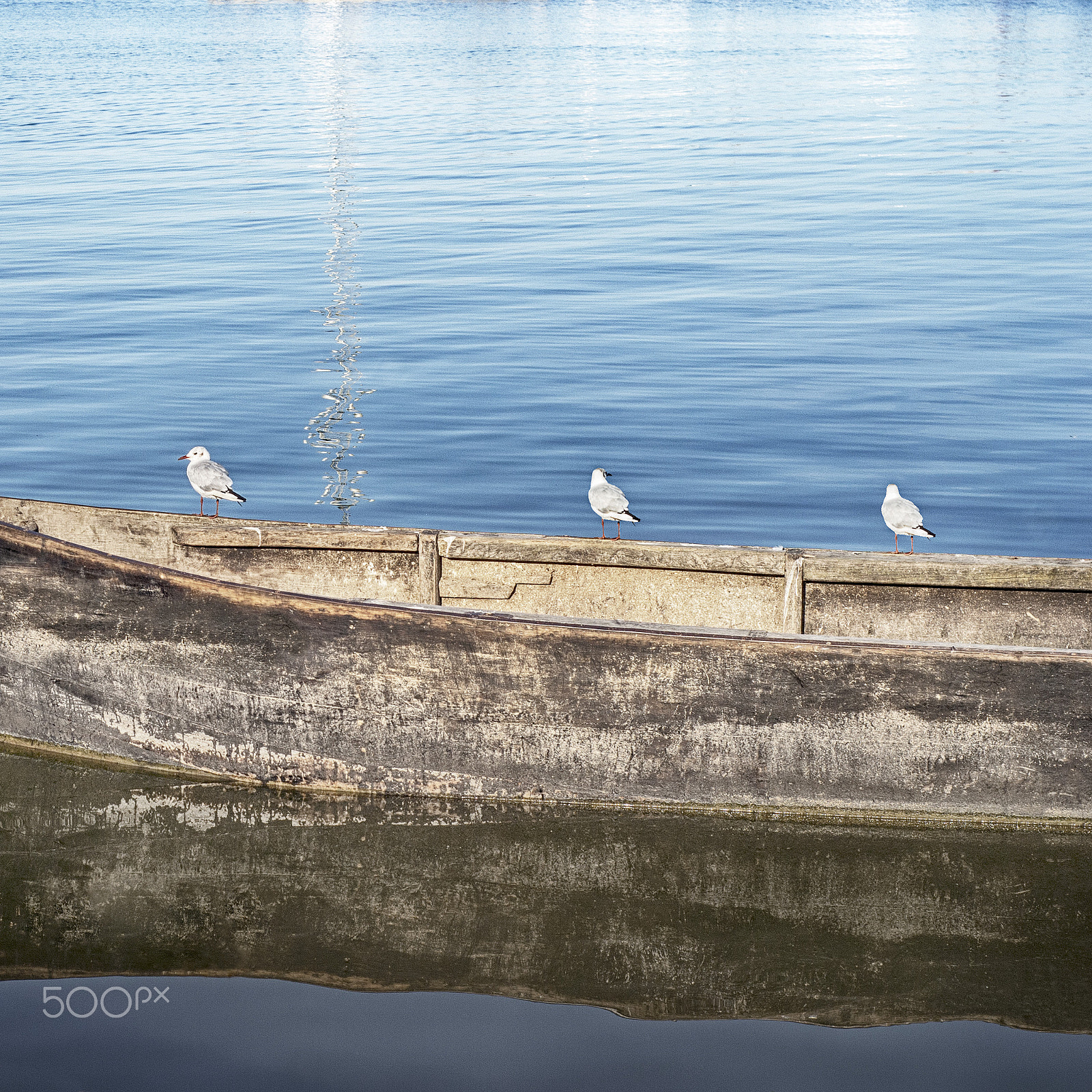 Nikon D80 sample photo. Seagulls standing on the boat photography