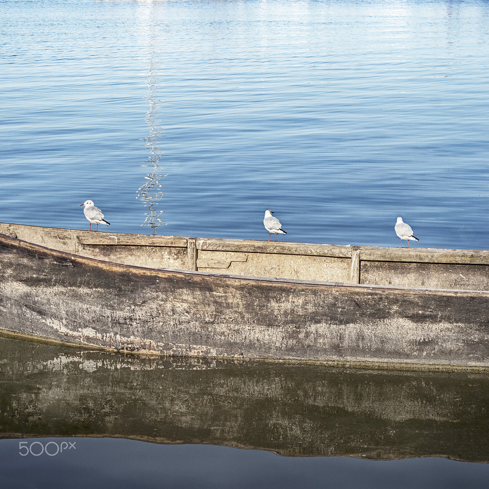 Nikon D80 + Nikon AF Nikkor 50mm F1.8D sample photo. Seagulls standing on the boat photography