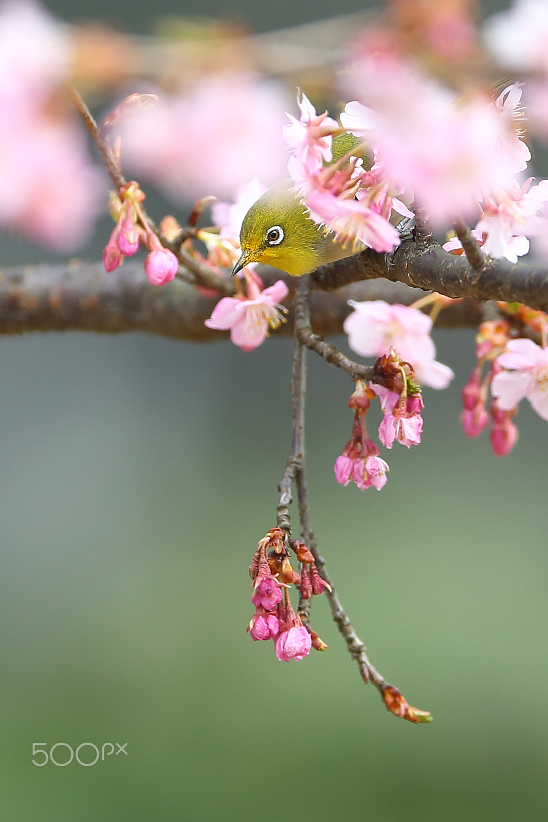 Canon EF 400mm F2.8L IS II USM sample photo. 花丛中的绣眼 photography