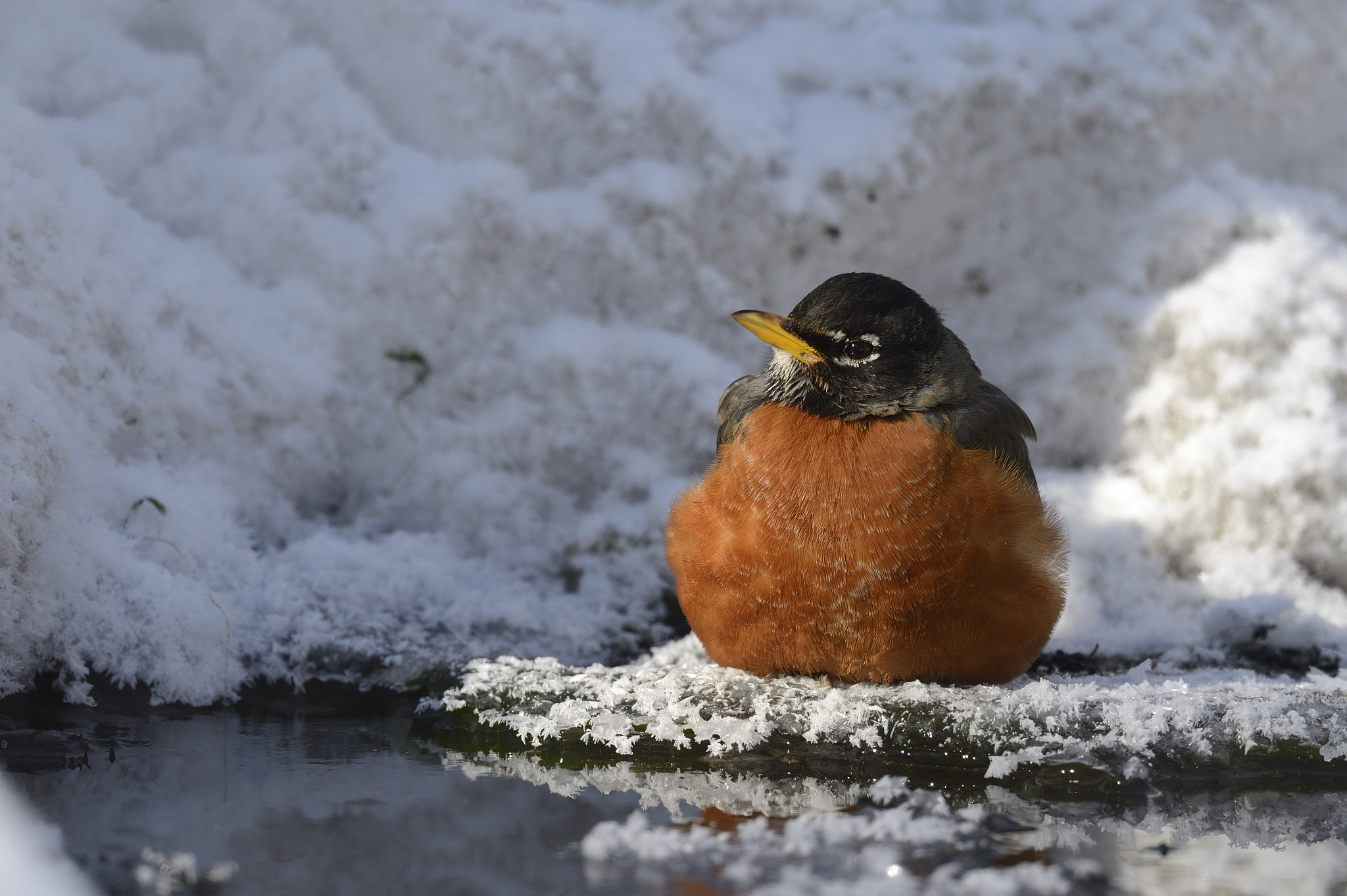 Nikon AF-S Nikkor 800mm F5.6E FL ED VR sample photo. Merle d'amérique /  american robin photography