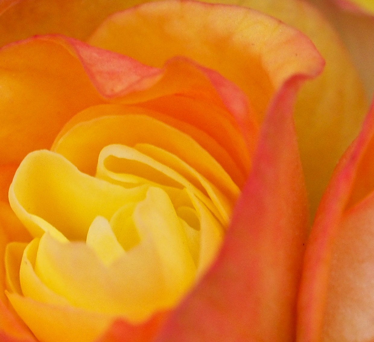 Olympus M.Zuiko Digital ED 60mm F2.8 Macro sample photo. Elatior begonia photography