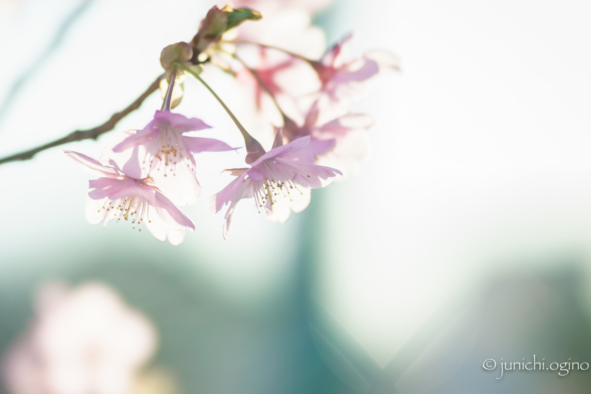 Sony 135mm F2.8 [T4.5] STF sample photo. Shine photography