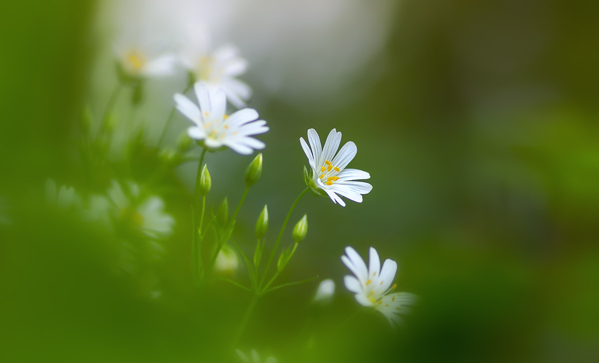 Canon EOS 60D + Tamron SP AF 90mm F2.8 Di Macro sample photo. Stellaria holostea photography