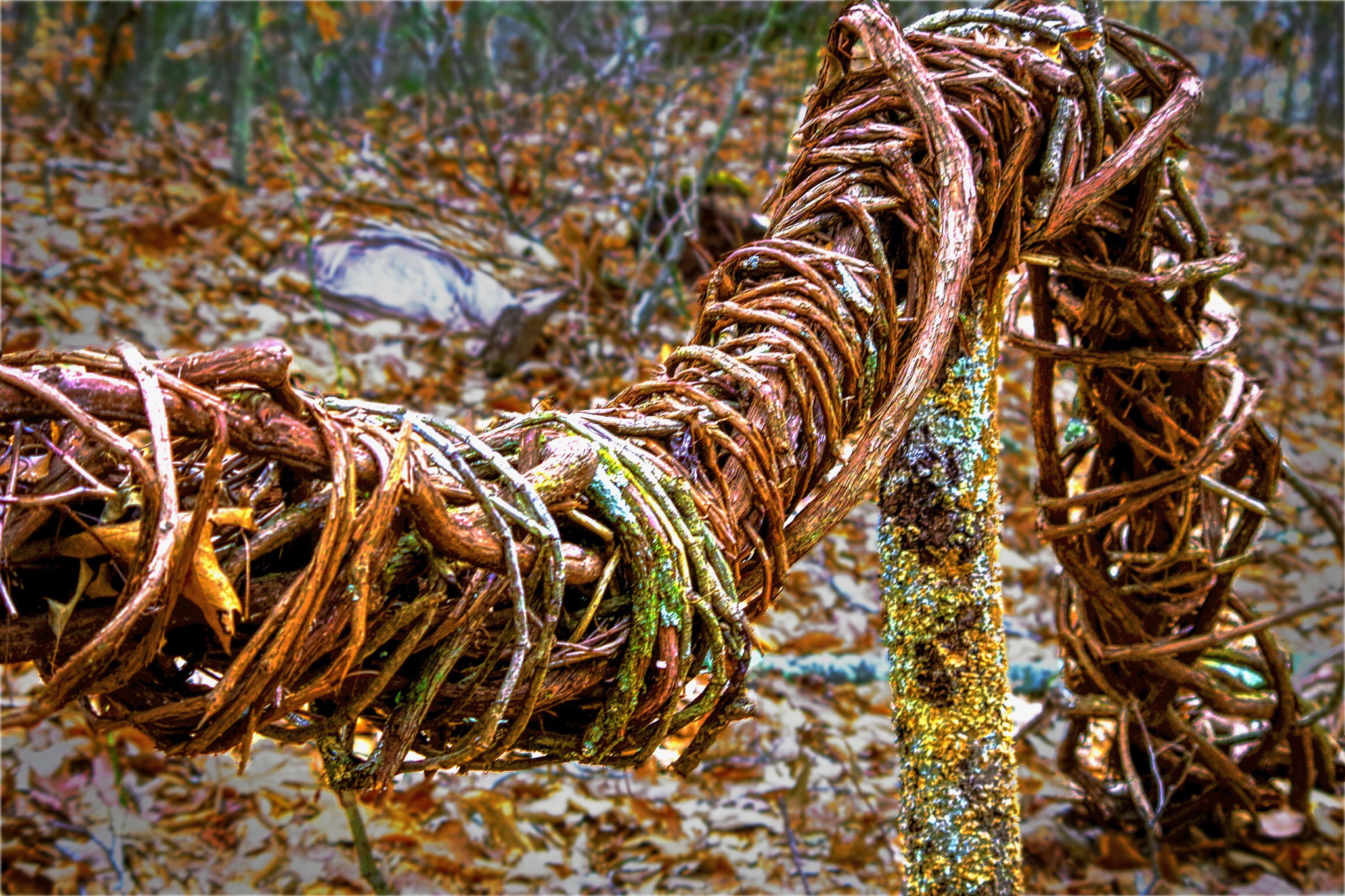 HD Pentax DA 55-300mm F4.0-5.8 ED WR sample photo. Winters spiral photography