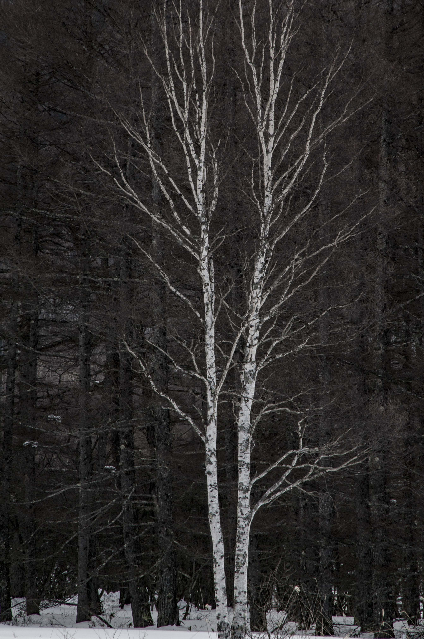 Pentax K-7 sample photo. Tree photography
