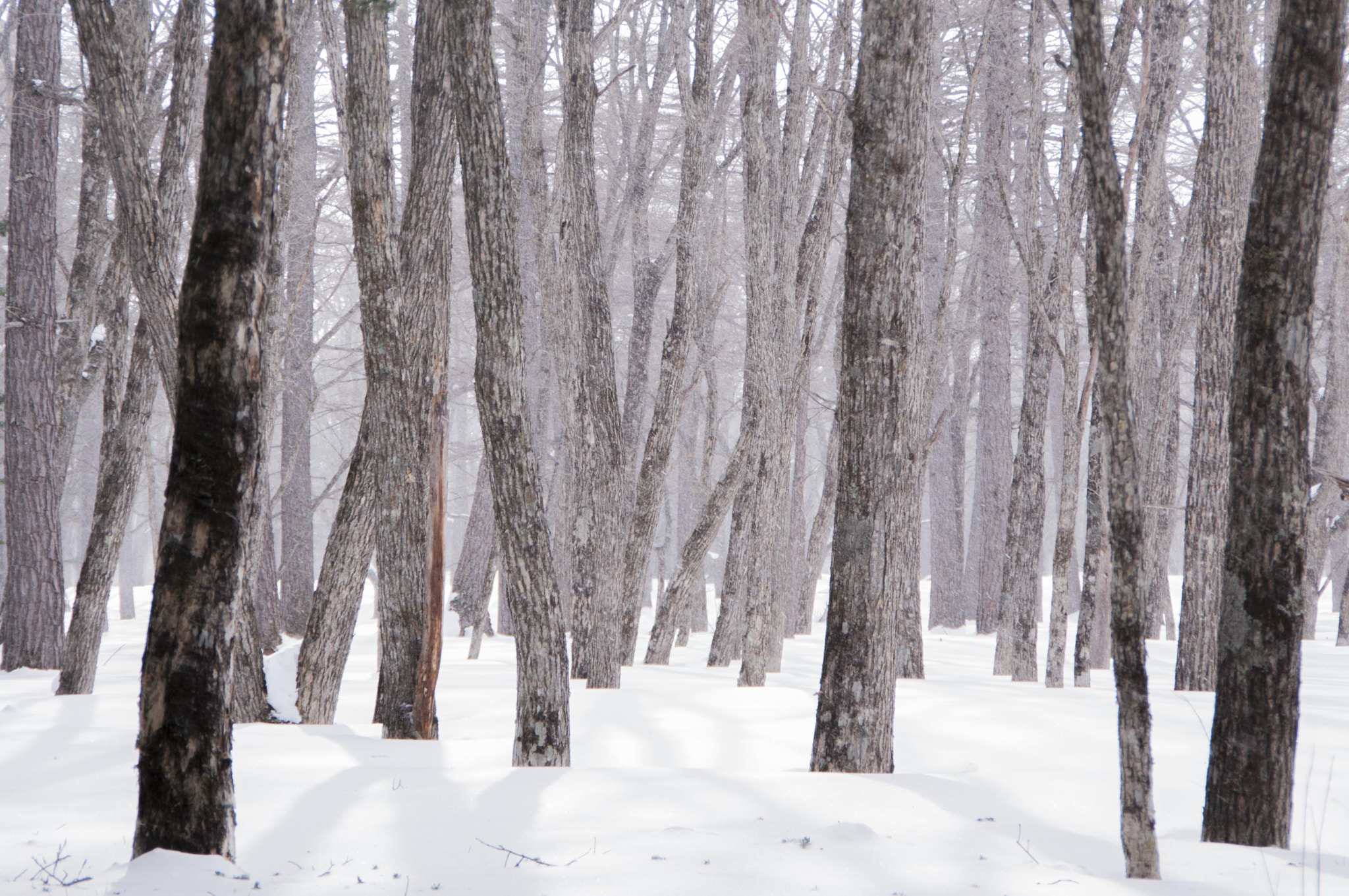 Pentax K-7 sample photo. Tree photography