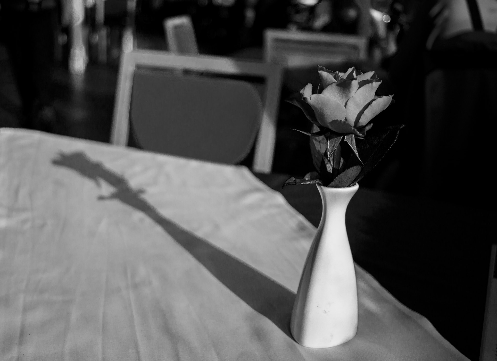 Canon EF-S 24mm F2.8 STM sample photo. A rose for all photography