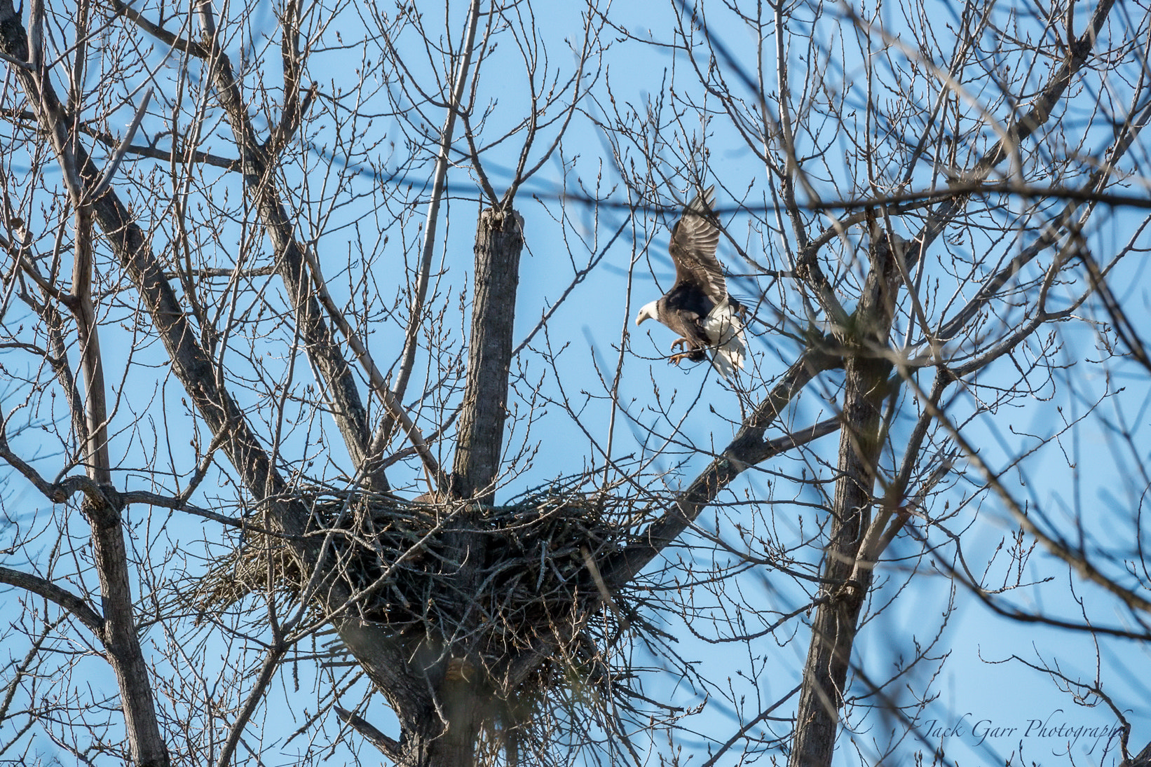Canon EOS-1D X Mark II + 150-600mm F5-6.3 DG OS HSM | Sports 014 sample photo. Bald eagle returning to nest photography
