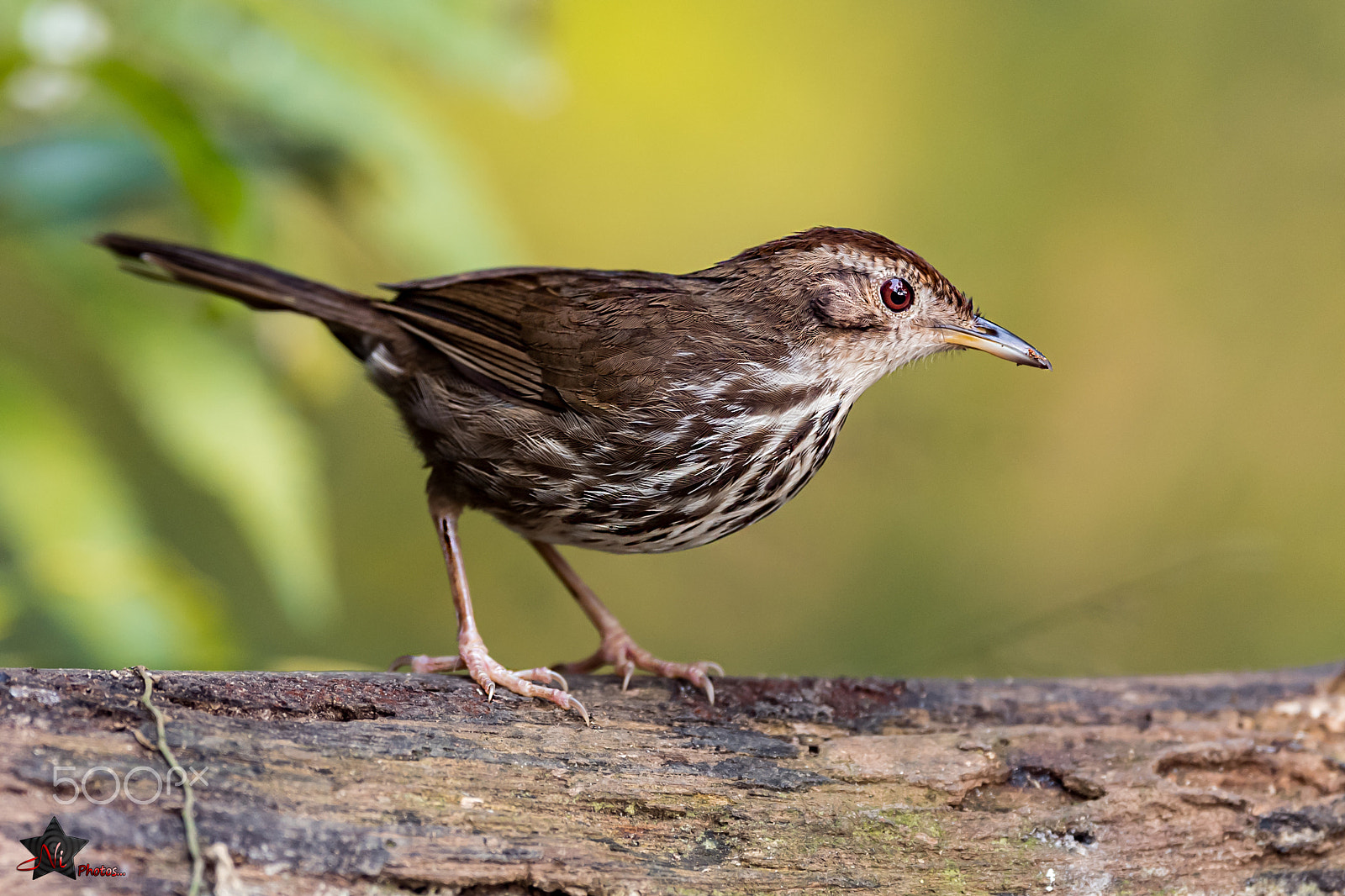 Nikon AF-S Nikkor 600mm F4E FL ED VR sample photo. Puff-throated babbler photography