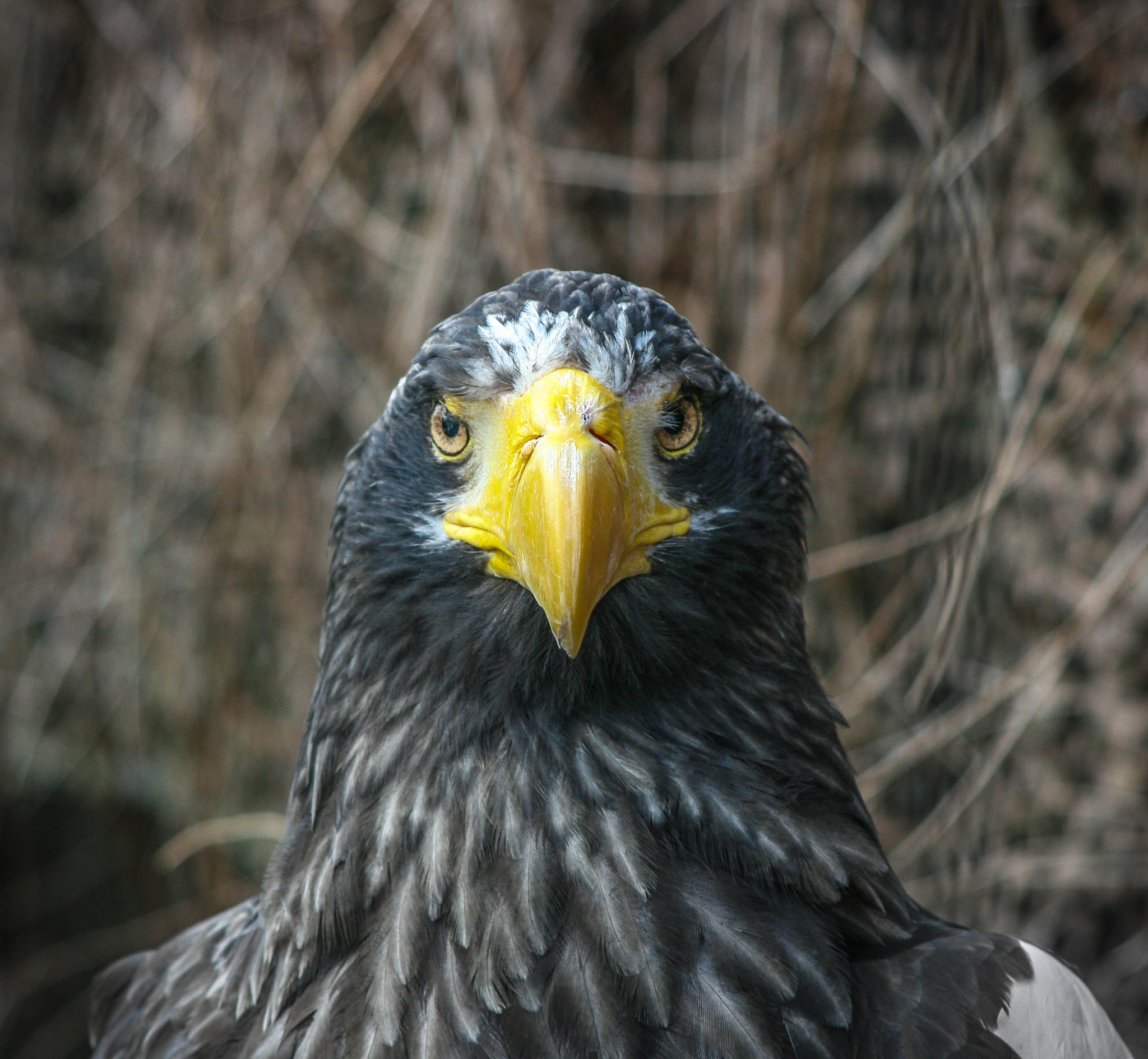 Canon EOS 400D (EOS Digital Rebel XTi / EOS Kiss Digital X) sample photo. Steller's sea eagle photography