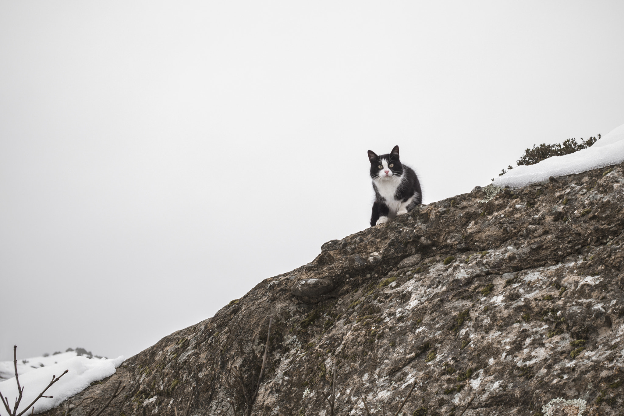 Summicron-M 1:2/35 ASPH. sample photo. 迈泰奥拉的猫 photography