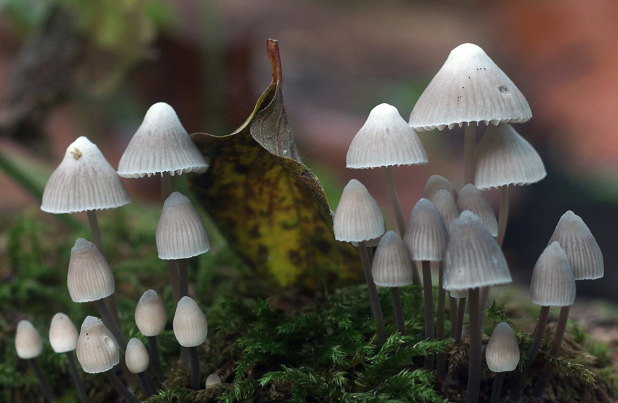 Sony SLT-A77 sample photo. Tiny white mushrooms photography