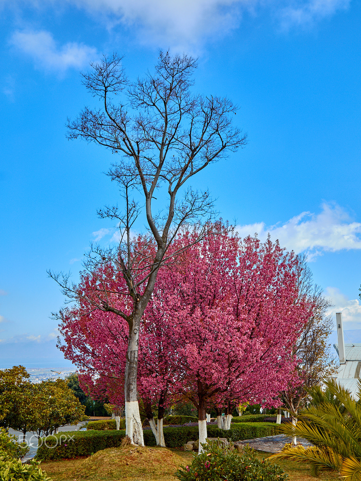 Canon EF 24-105mm F4L IS USM sample photo. Winter cherry in blooming photography