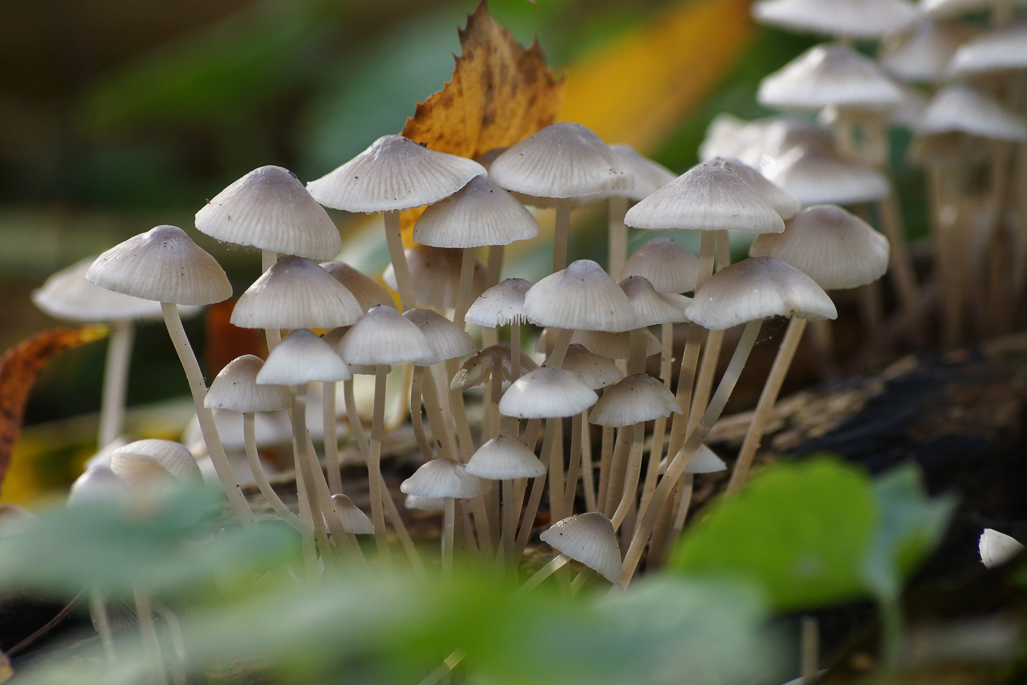 Sony SLT-A77 + Sony DT 55-200mm F4-5.6 SAM sample photo. Mushroom gathering photography