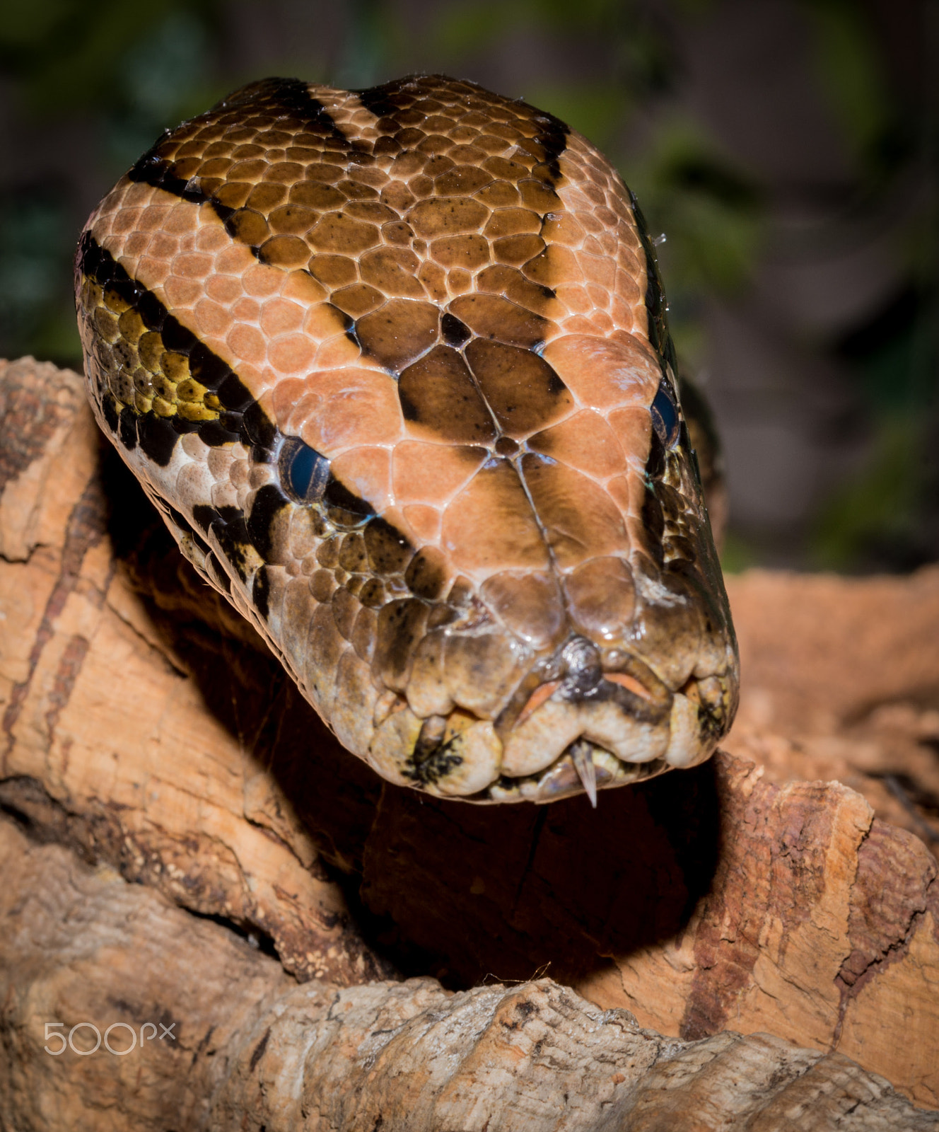 Nikon D800 sample photo. Coming for you photography