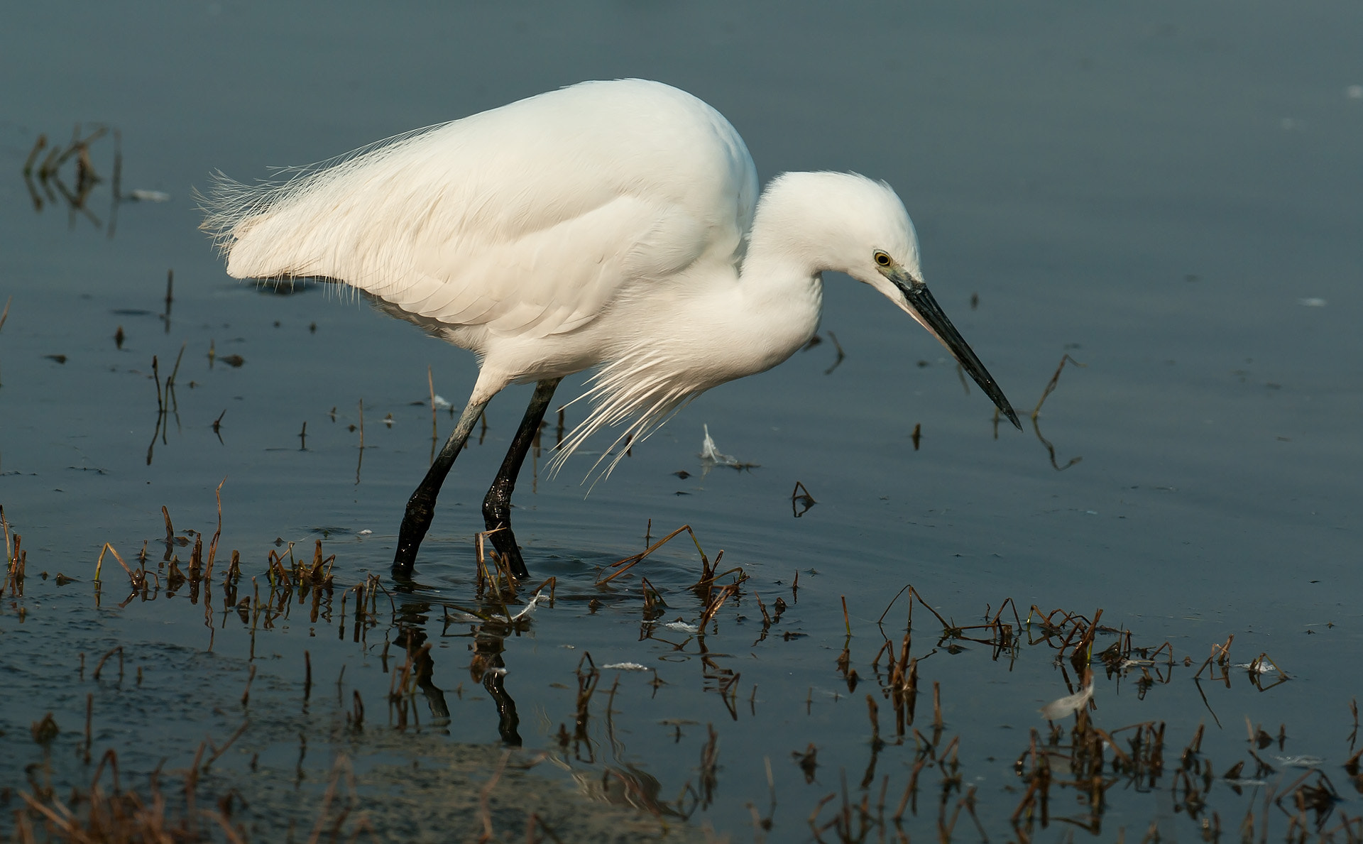 Pentax K20D sample photo. Hunting photography