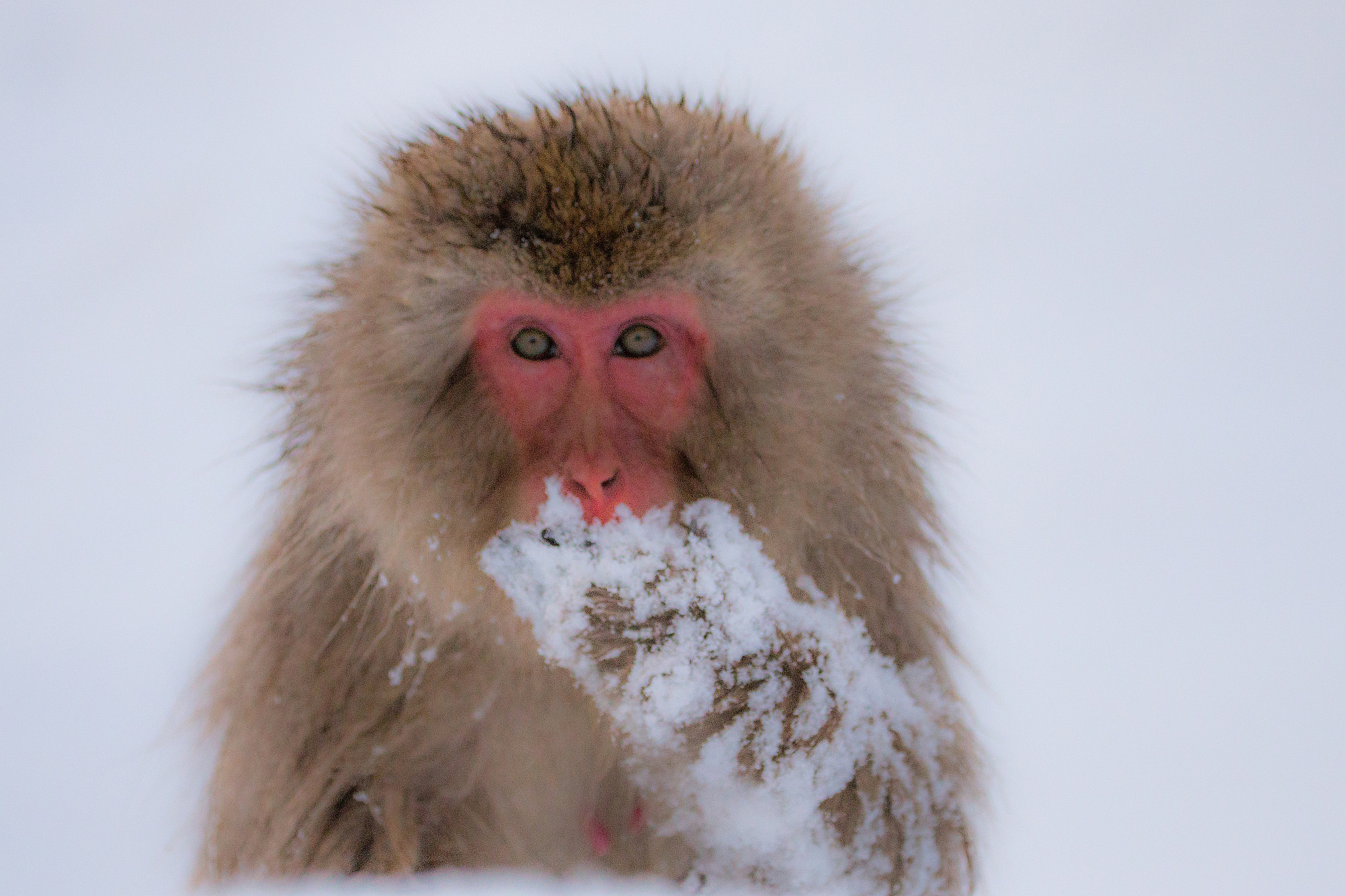 Canon EOS 70D + Canon EF 70-300mm F4-5.6L IS USM sample photo. Snow monkey photography