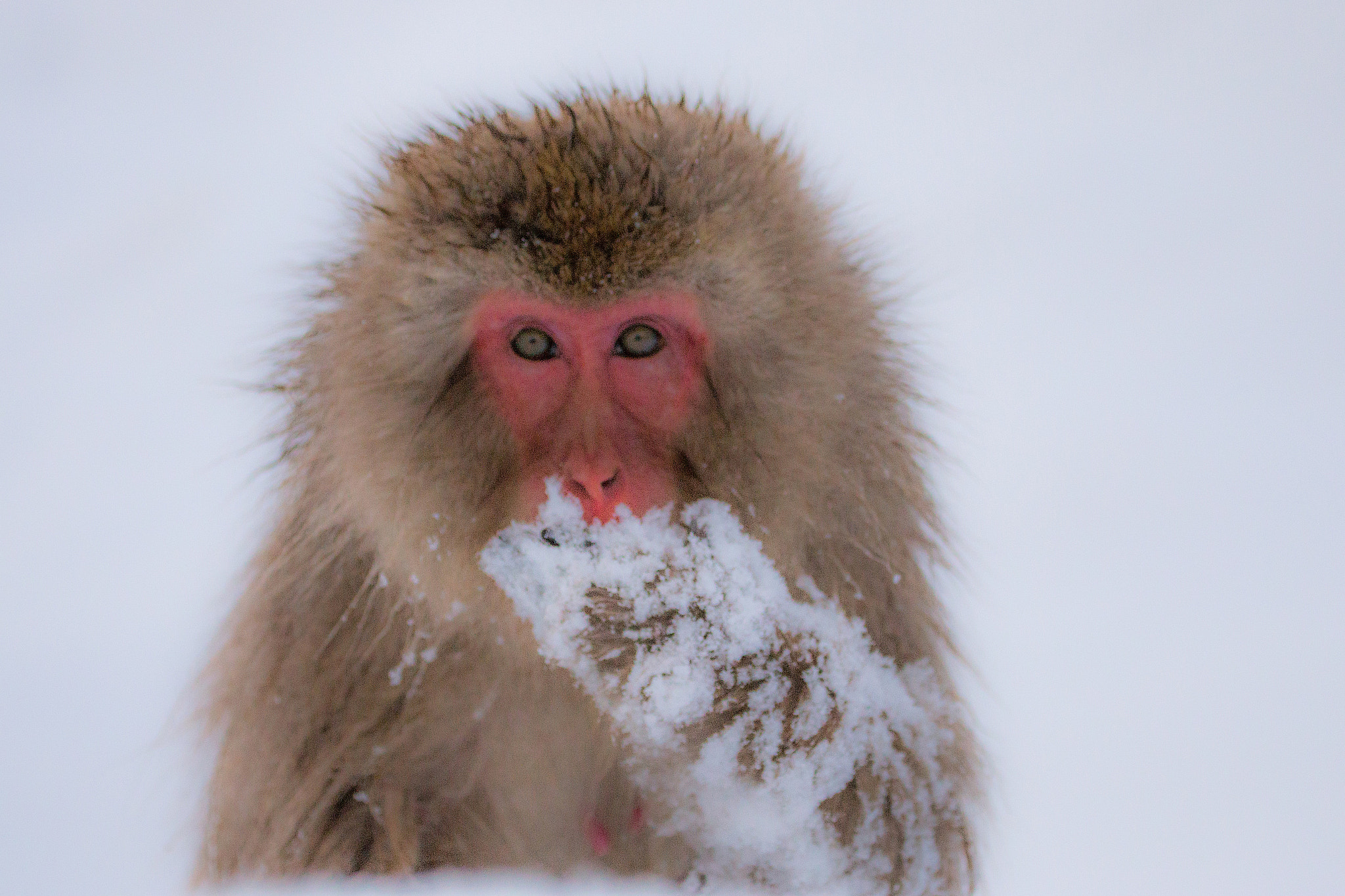 Canon EF 70-300mm F4-5.6L IS USM sample photo. Snow monkey photography