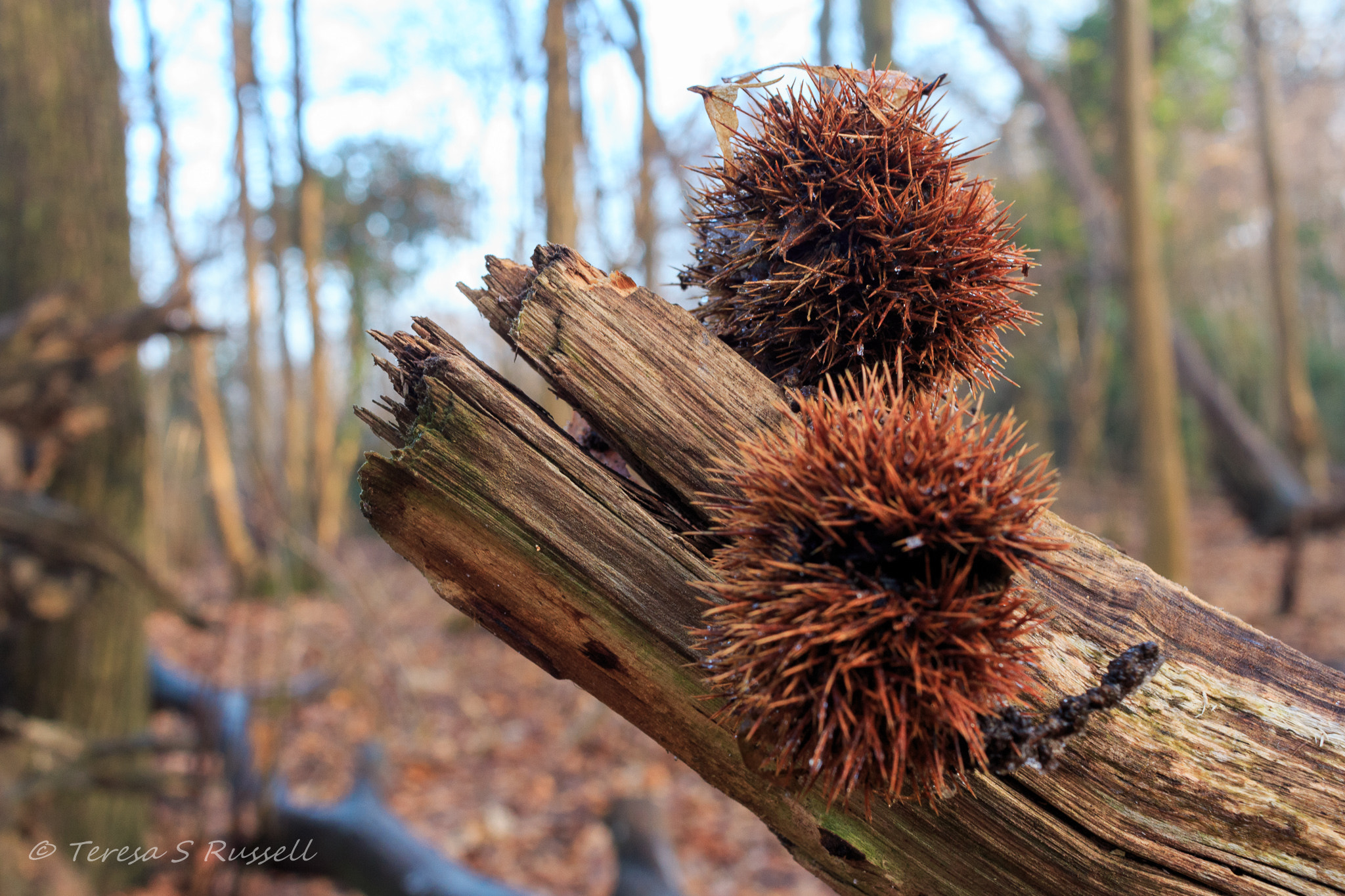 Canon EF-S 24mm F2.8 STM sample photo. Chestnuts photography