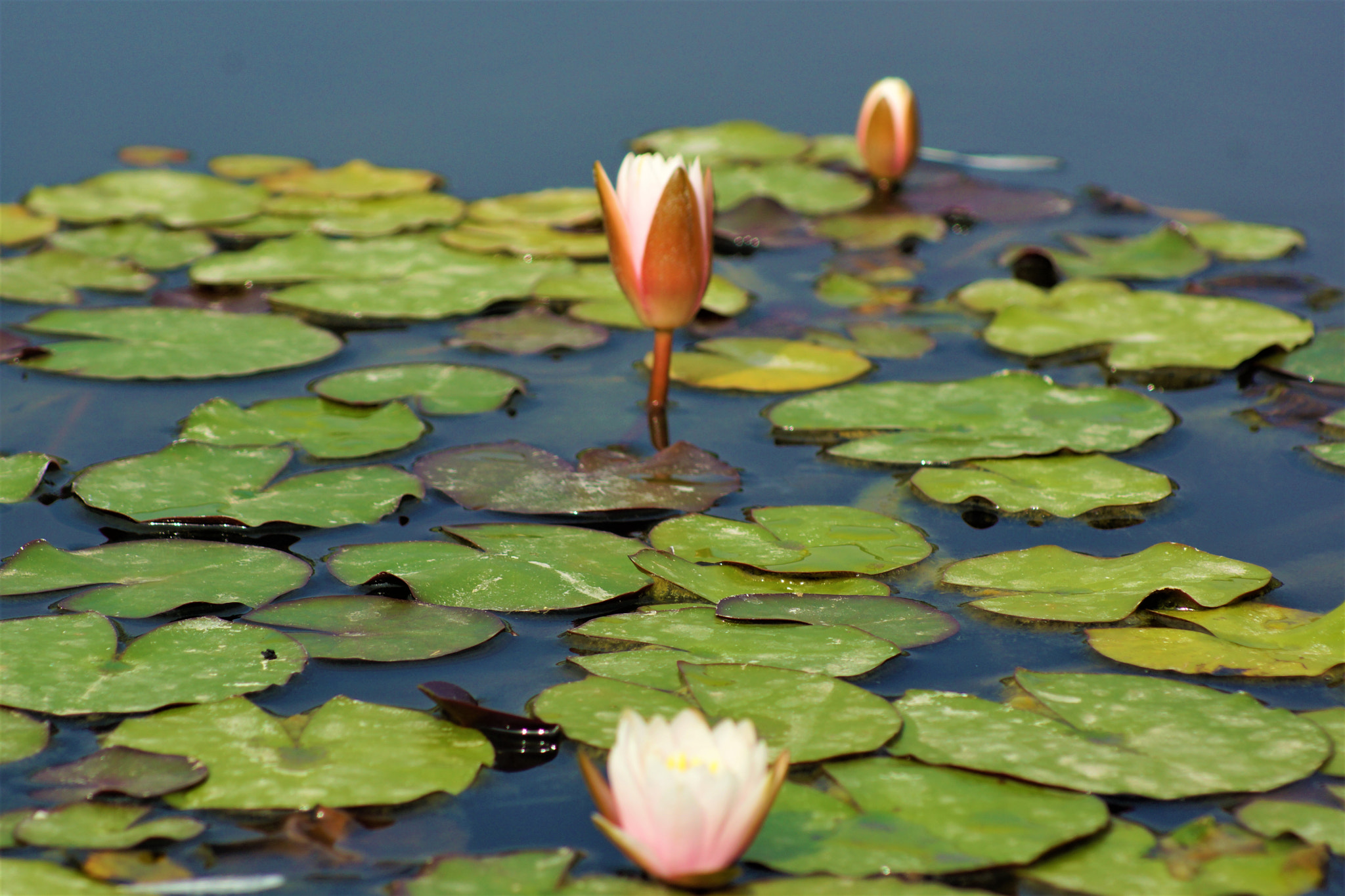 Sony 75-300mm F4.5-5.6 sample photo. Open photography