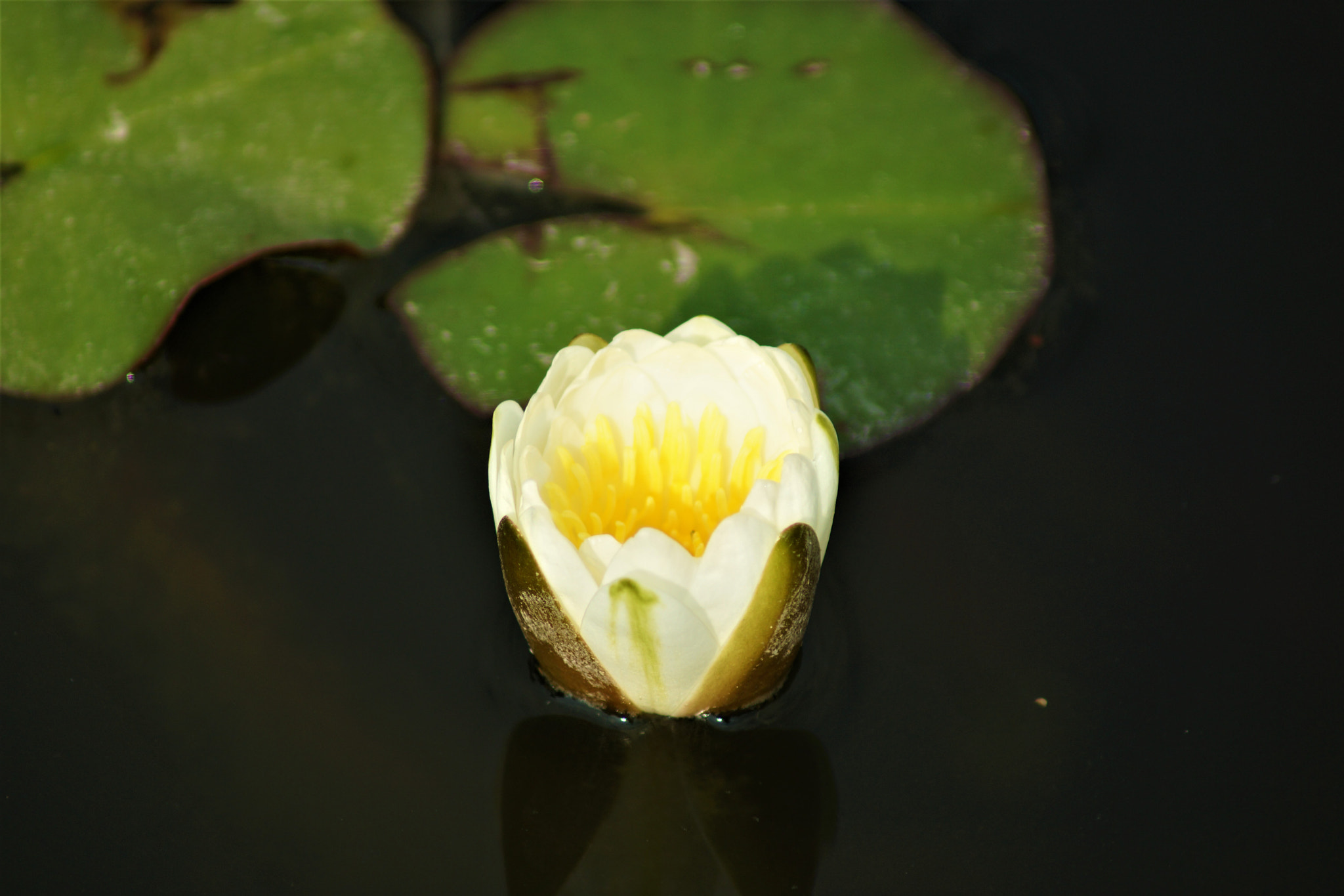 Sony 75-300mm F4.5-5.6 sample photo. Loto photography