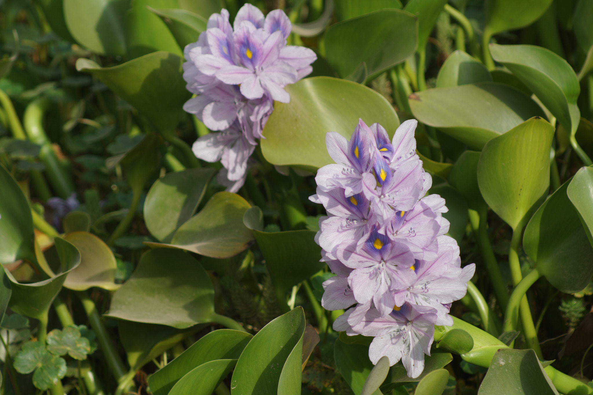 Sony 75-300mm F4.5-5.6 sample photo. Water violet photography