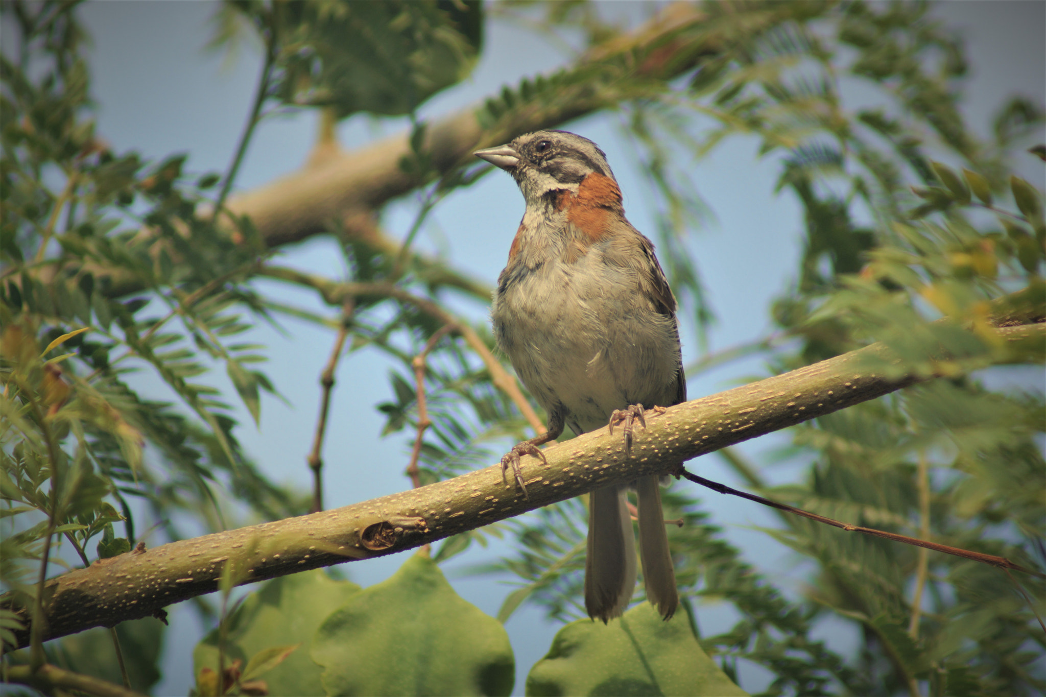 Sony 75-300mm F4.5-5.6 sample photo. Bird selfie photography