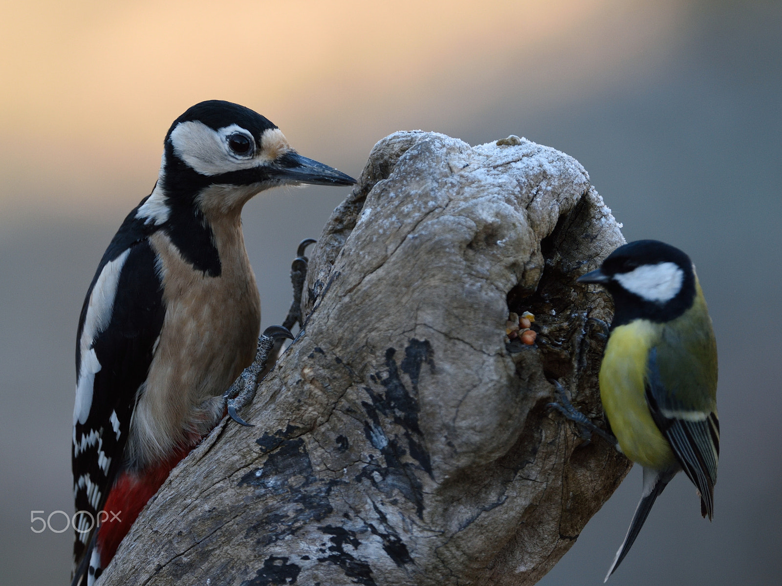 Nikon D810 + Nikon AF-S Nikkor 200-400mm F4G ED-IF VR sample photo. Dendrocopos major- parus major photography