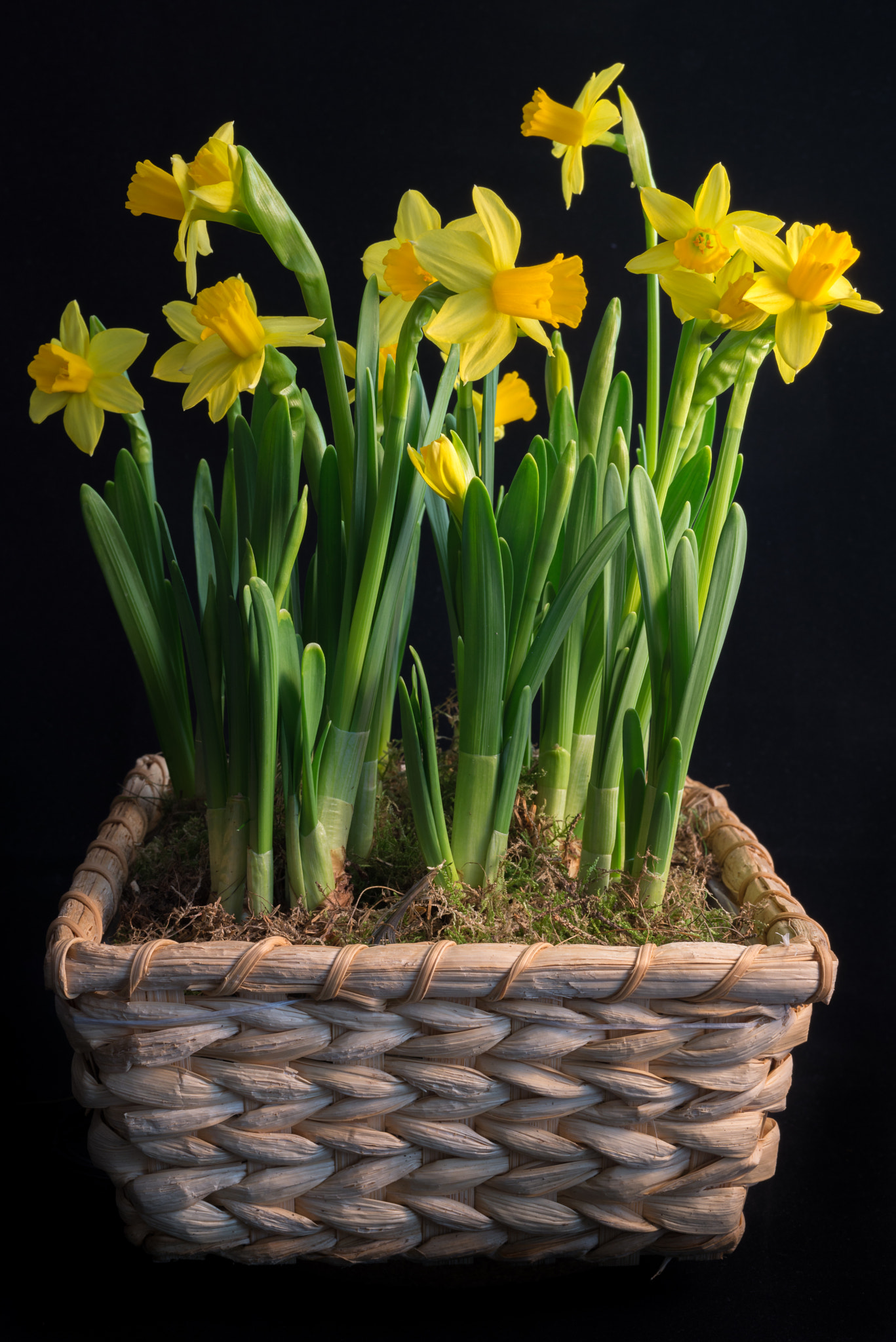 Nikon D610 sample photo. Daffodils photography