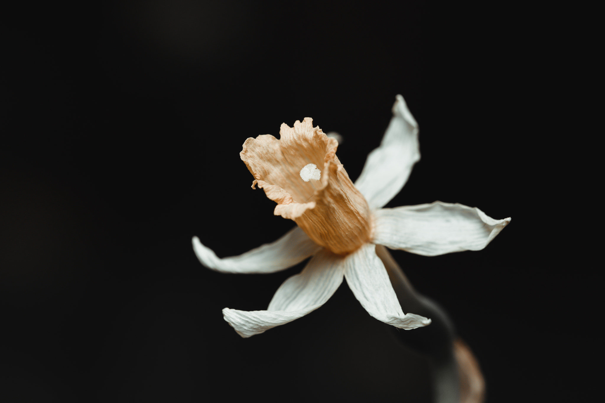 Sigma 105mm F2.8 EX DG OS HSM sample photo. Jan outd trial photography