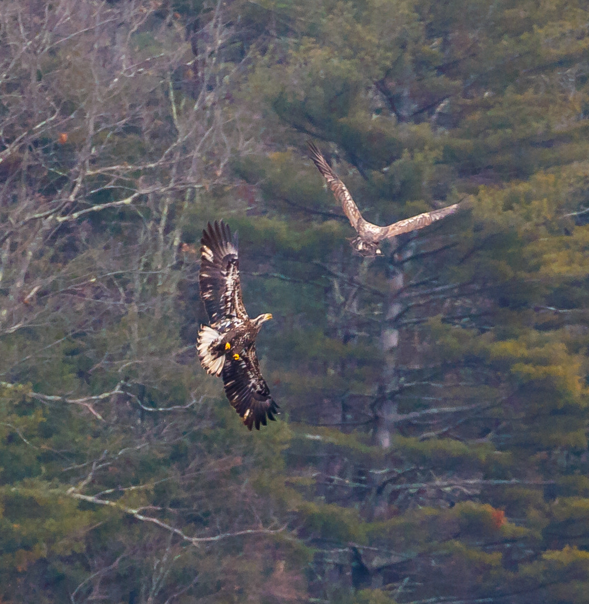 Canon EF 70-300mm F4-5.6L IS USM sample photo. Avoiding collision photography