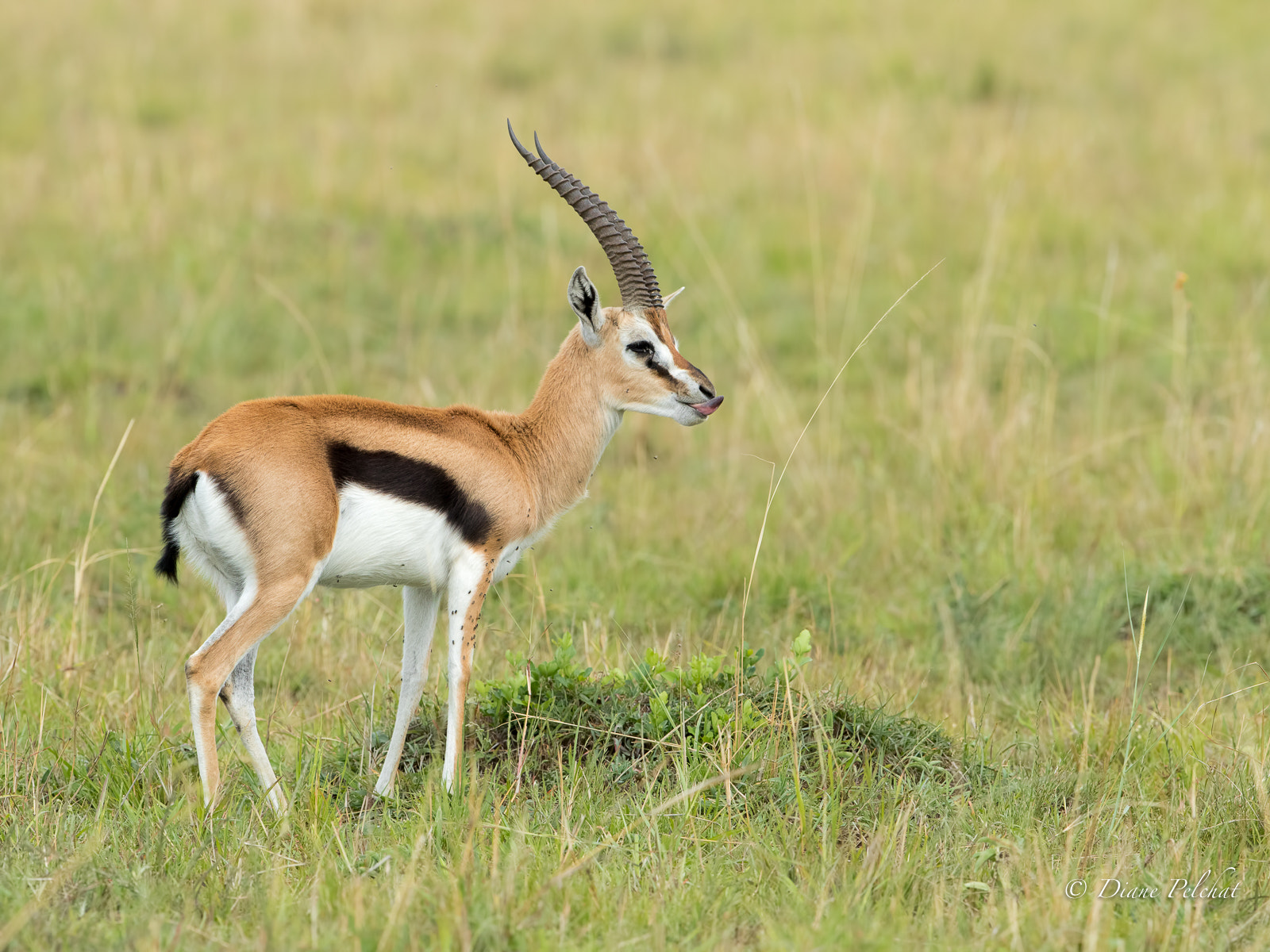 Canon EF 300mm F2.8L IS II USM sample photo. Thomson's gazelle photography