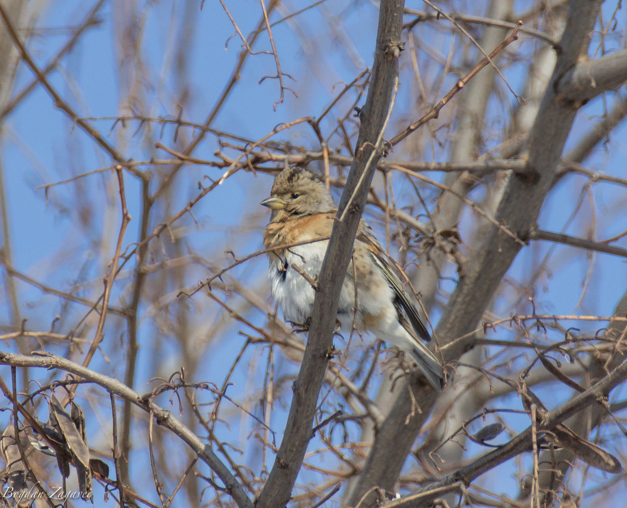 Canon EOS 600D (Rebel EOS T3i / EOS Kiss X5) + Tamron SP 35mm F1.8 Di VC USD sample photo. Brambling (fringilla montifringilla) photography