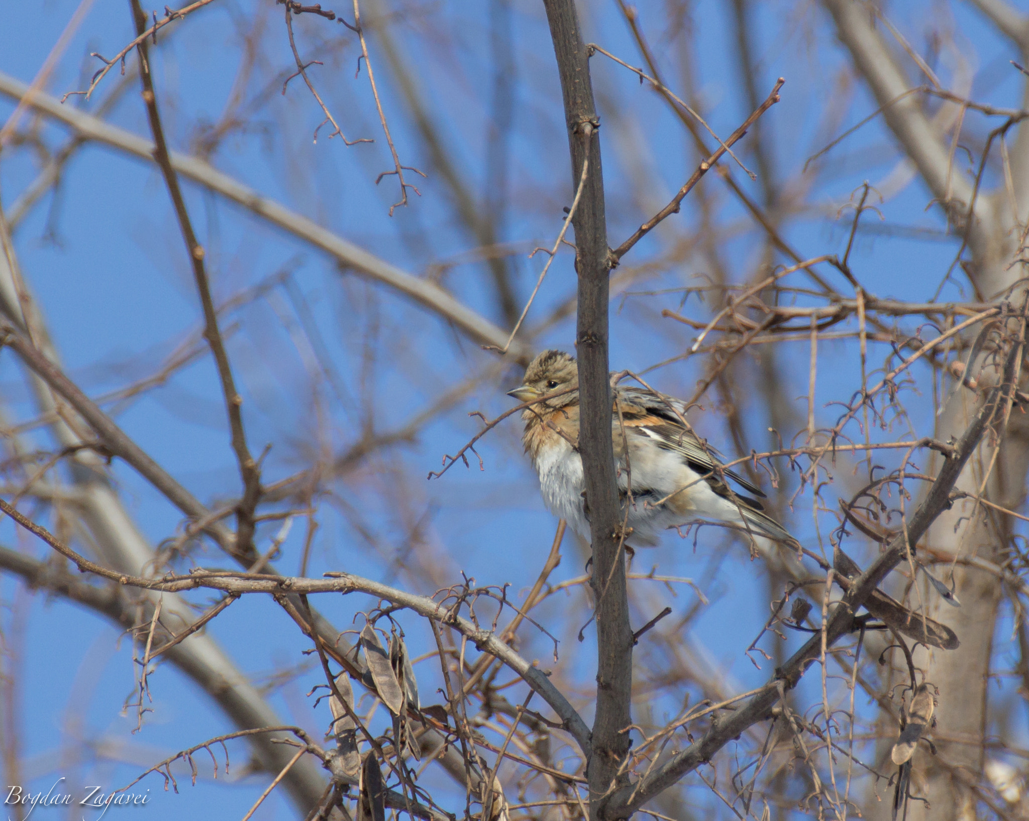 Canon EOS 600D (Rebel EOS T3i / EOS Kiss X5) + Tamron SP 35mm F1.8 Di VC USD sample photo. Brambling (fringilla montifringilla) photography