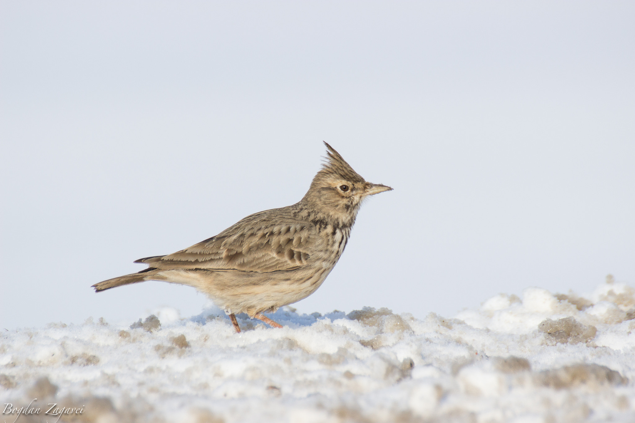 Tamron SP 35mm F1.8 Di VC USD sample photo. Crested lark (galerida cristata) photography