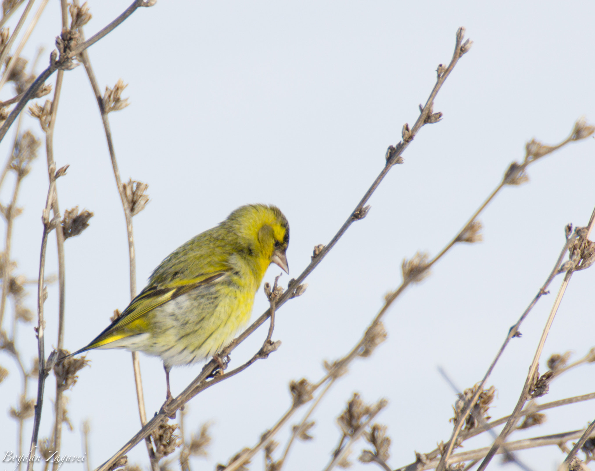 Canon EOS 600D (Rebel EOS T3i / EOS Kiss X5) + Tamron SP 35mm F1.8 Di VC USD sample photo. Greenfinch (carduelis chloris) photography