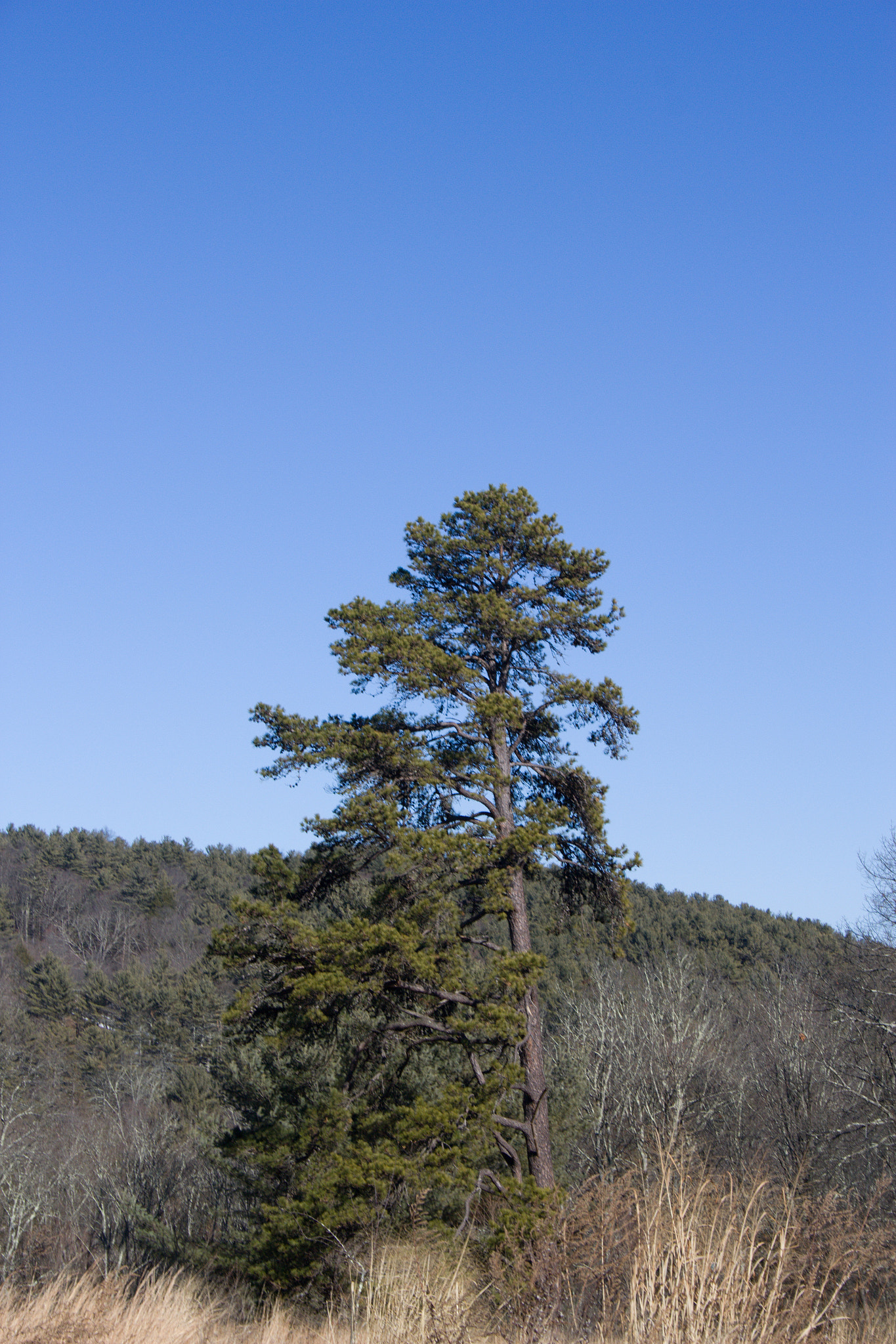 18.00 - 55.00 mm sample photo. One tree stands alone photography