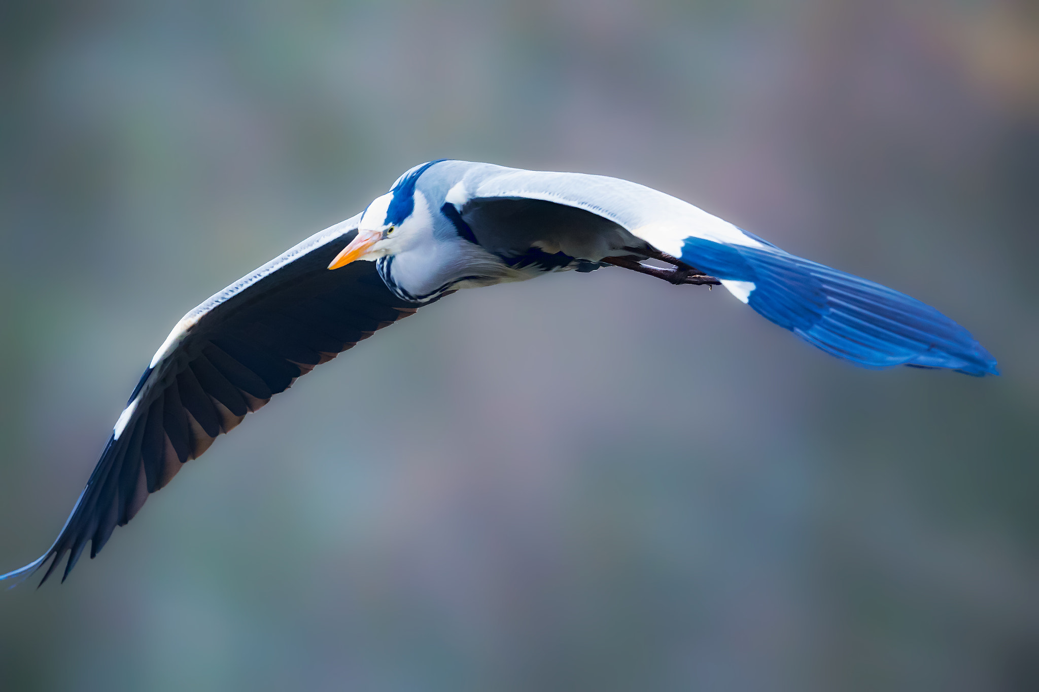 Canon EF 400mm F2.8L IS II USM sample photo. Flying grey heron photography