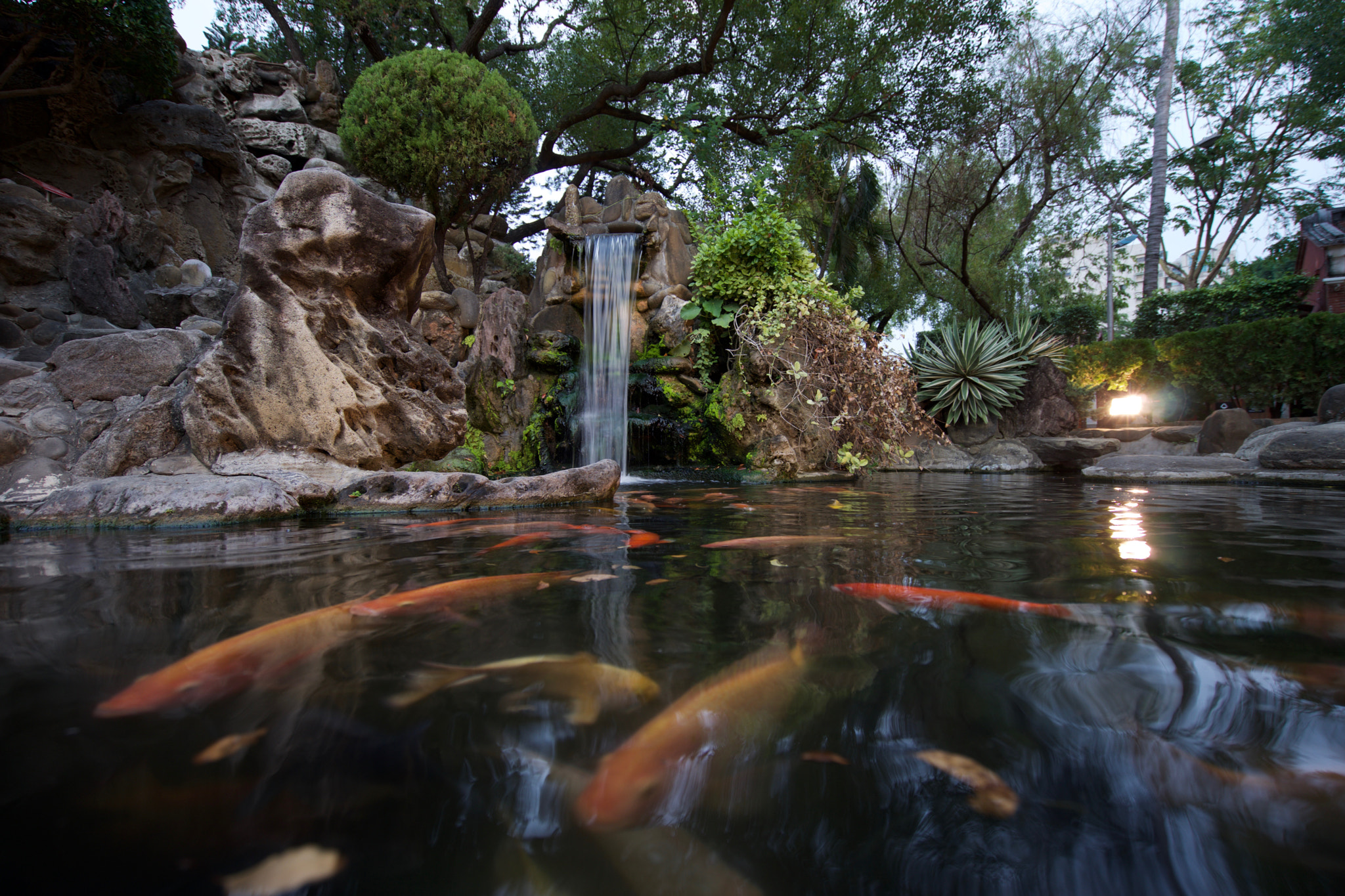 Sony a7 + Sony Vario-Tessar T* FE 16-35mm F4 ZA OSS sample photo. Koi fishes photography