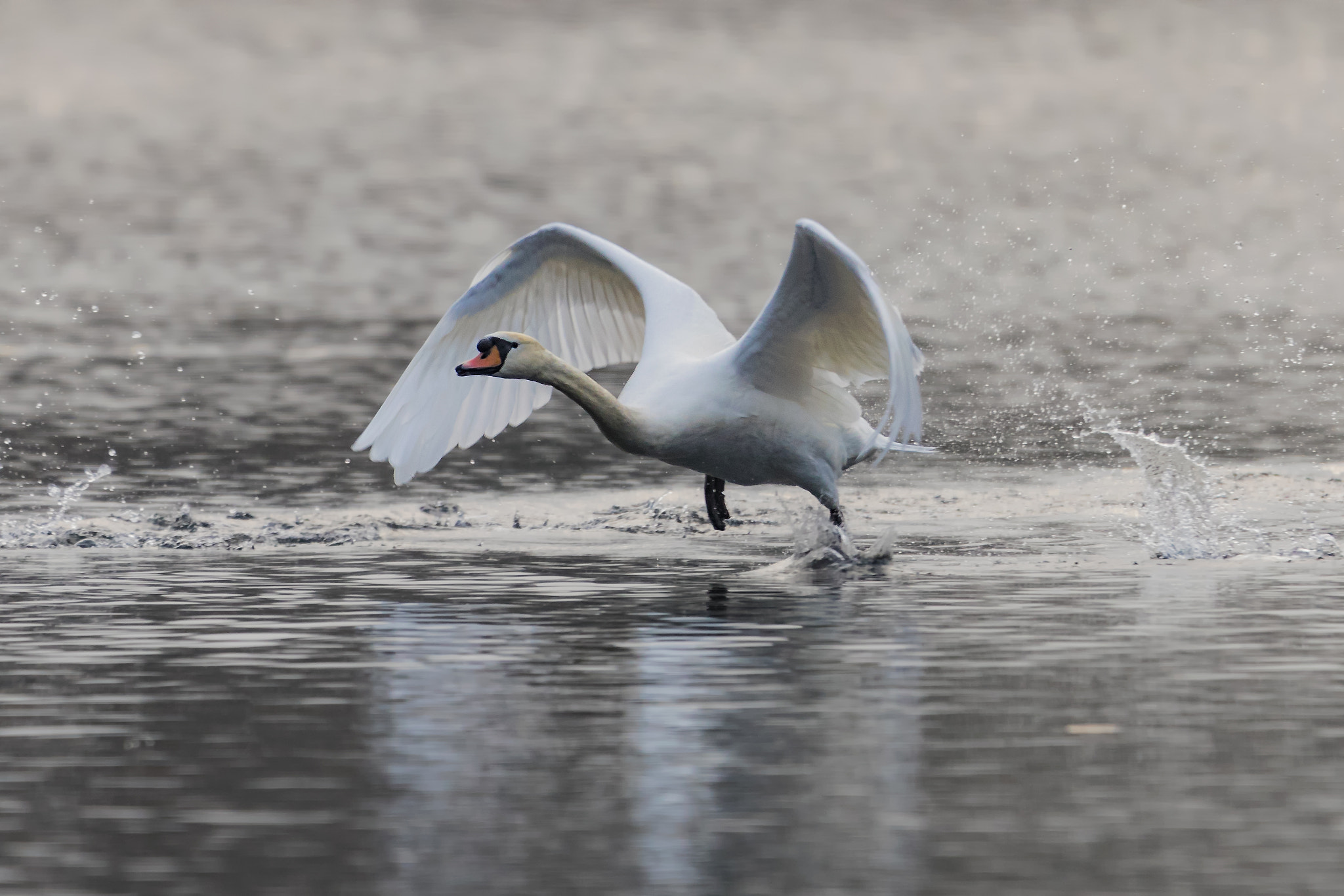 Canon EOS-1D X Mark II sample photo. Swan... photography