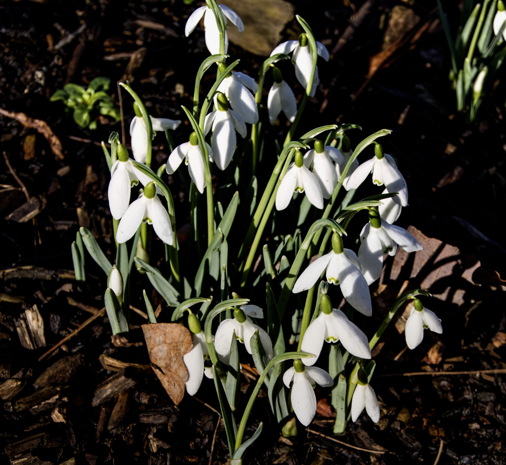 Canon EOS 750D (EOS Rebel T6i / EOS Kiss X8i) sample photo. Snowdrops in the sun photography