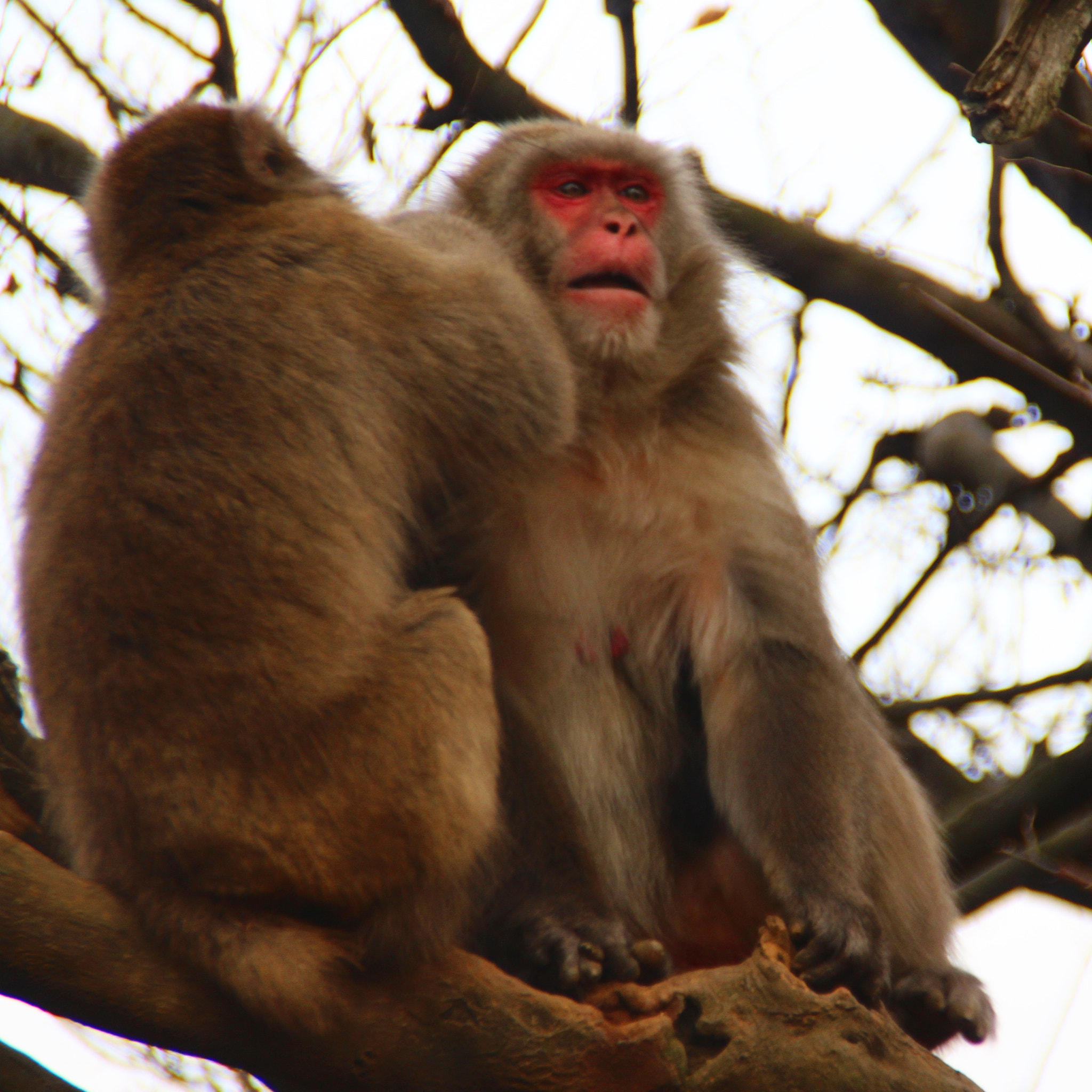 Canon EOS 650D (EOS Rebel T4i / EOS Kiss X6i) sample photo. It's just monkey business @arashiyama monkey park in kyoto japan photography