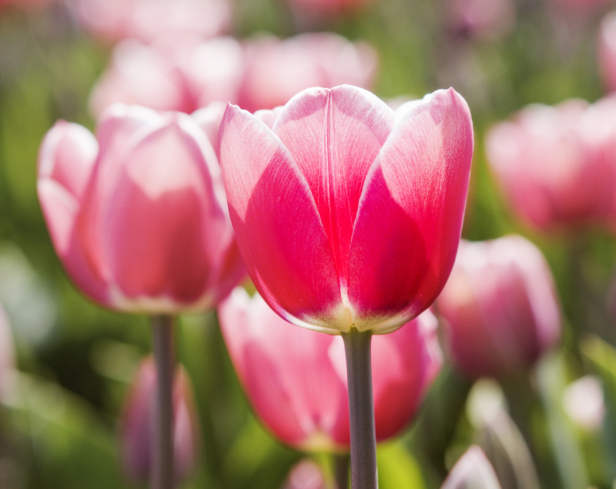 Canon EOS 50D + Canon EF 24-70mm F2.8L USM sample photo. Pink !!! photography