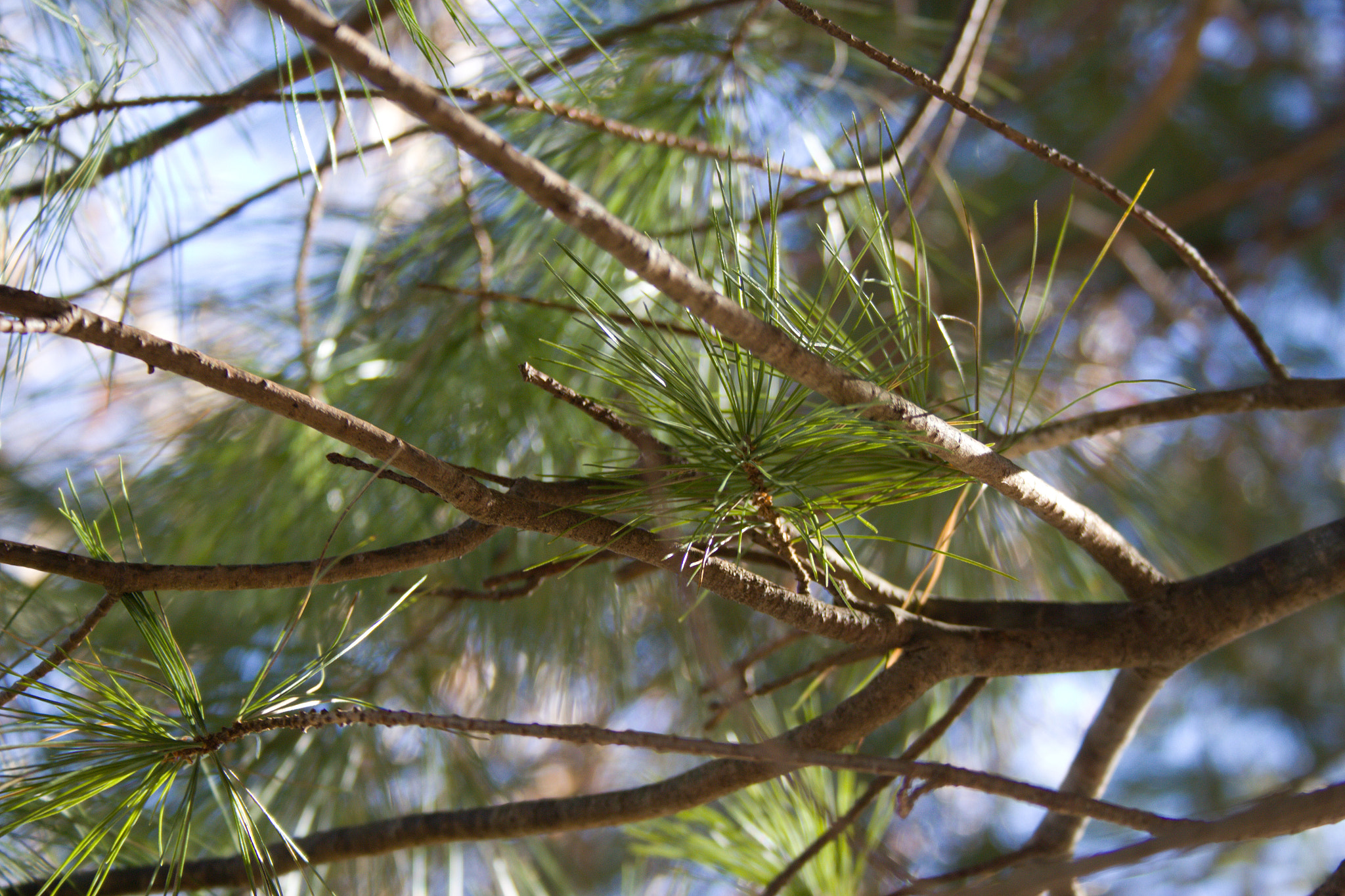 18.00 - 55.00 mm sample photo. Looking closely photography