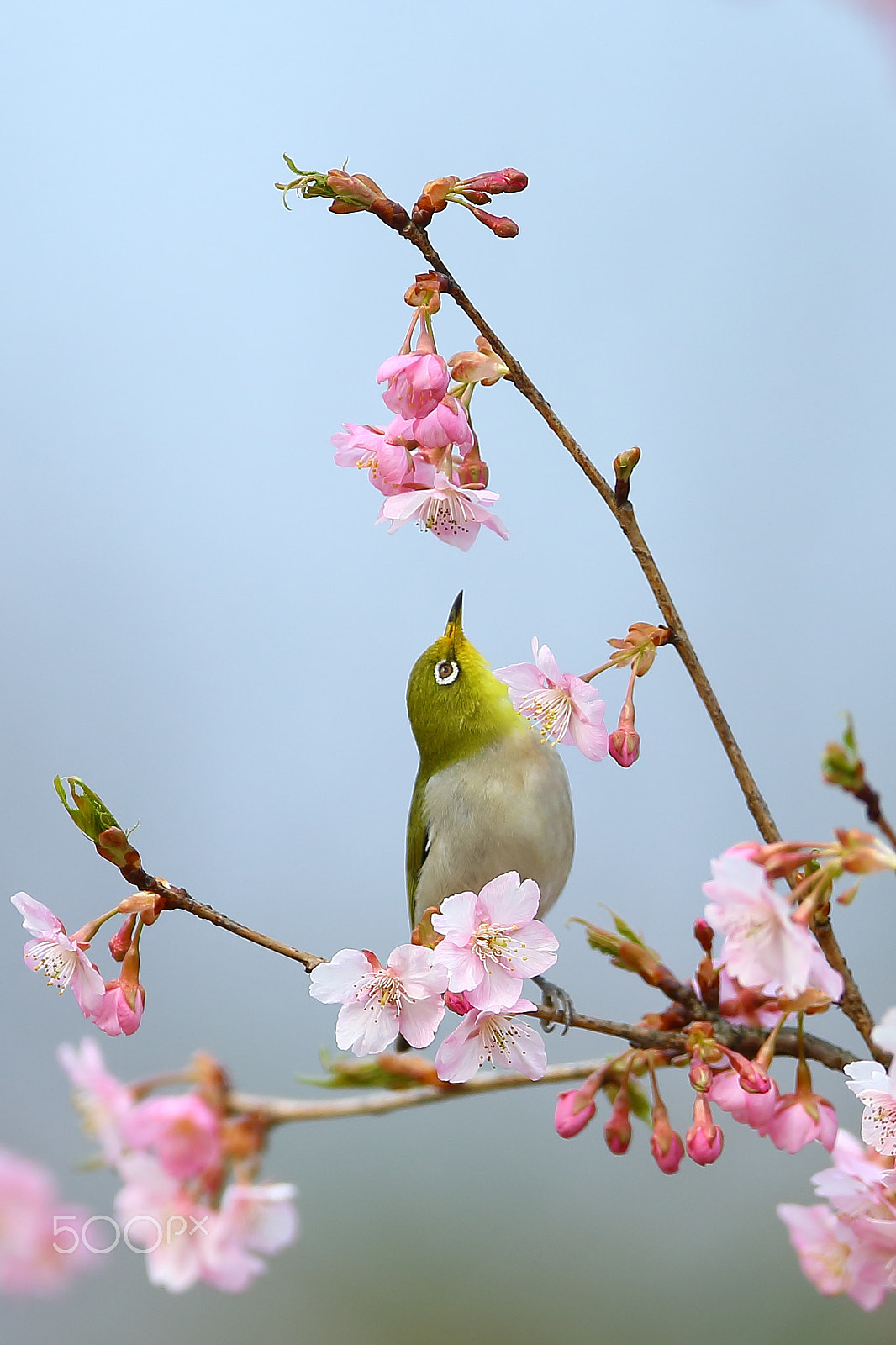 Canon EF 400mm F2.8L IS II USM sample photo. 绣眼吸蜜 photography